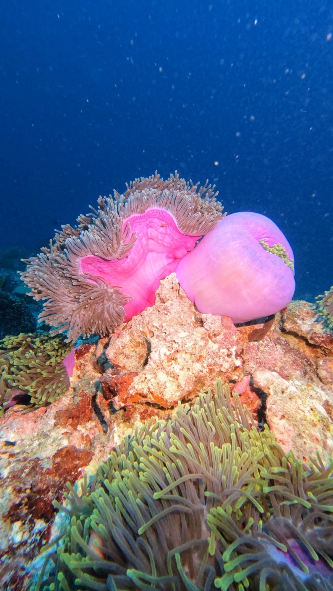 Dhigali Haa — dive photo by Philippe