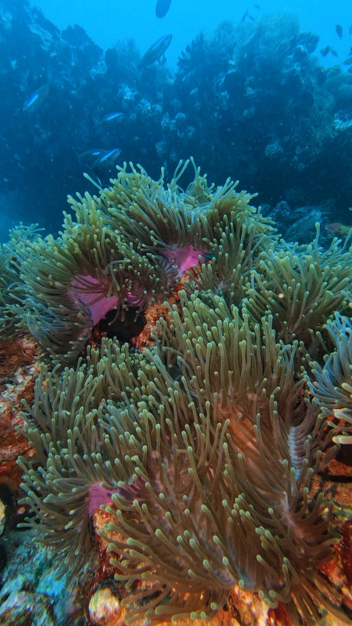 Kottefaru Anemone Thila — dive photo by Philippe