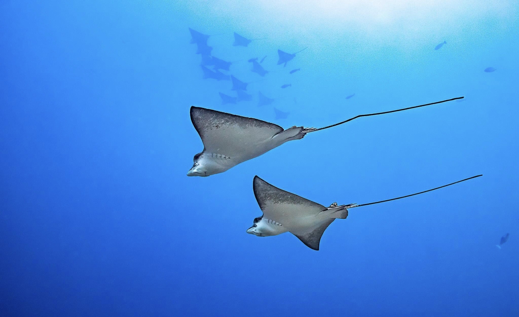 Dhonfanu Thila — dive photo by Philippe