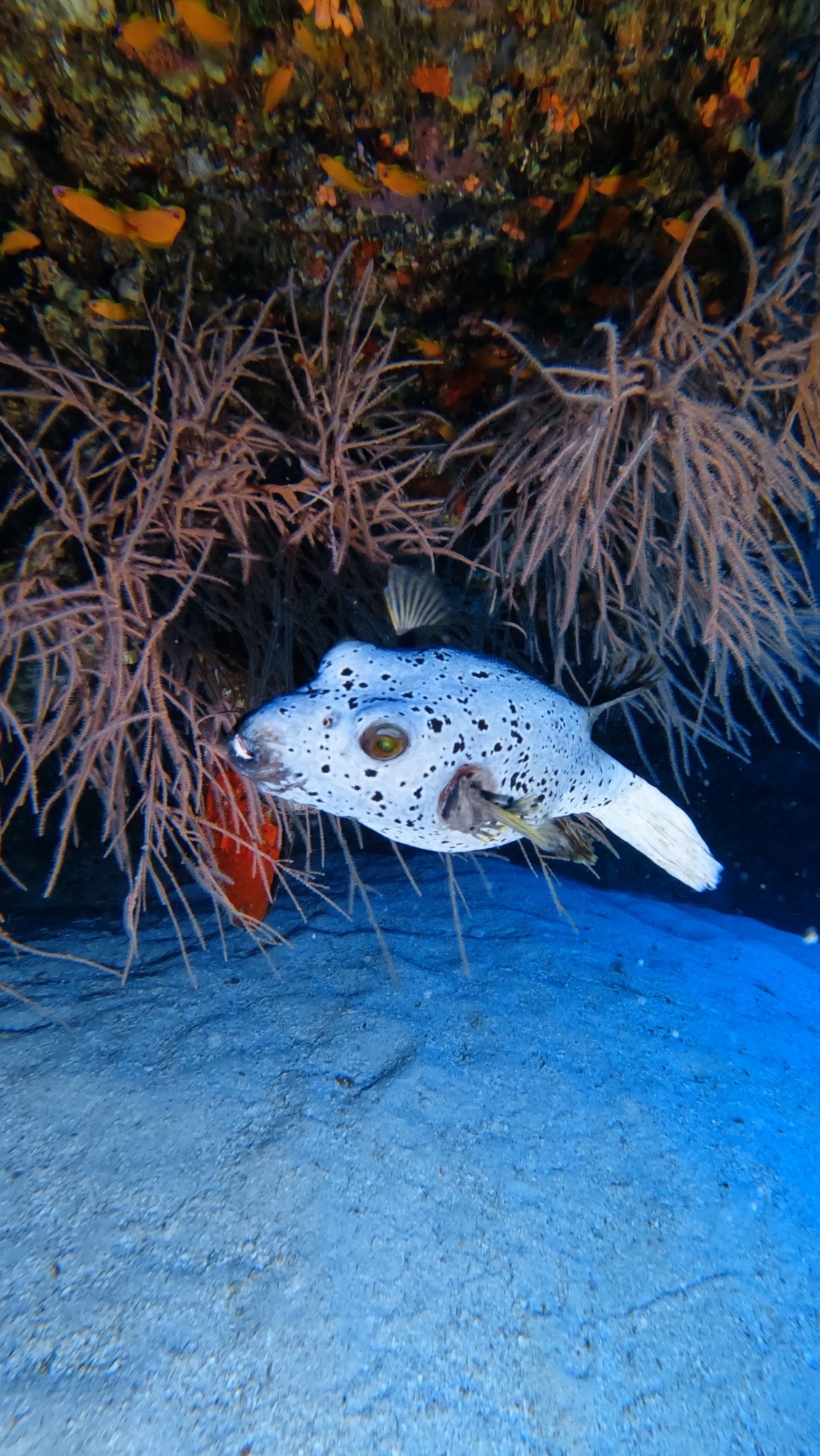 Hani Kandu — dive photo by Philippe