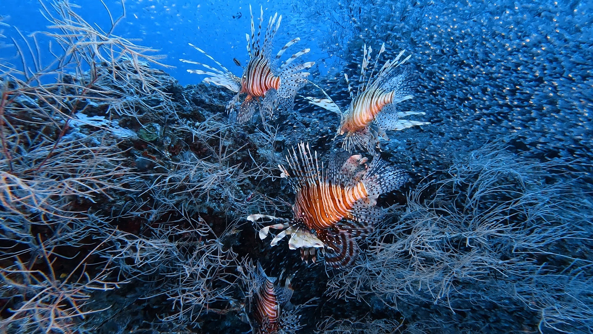 Hohola Thila — dive photo by Philippe