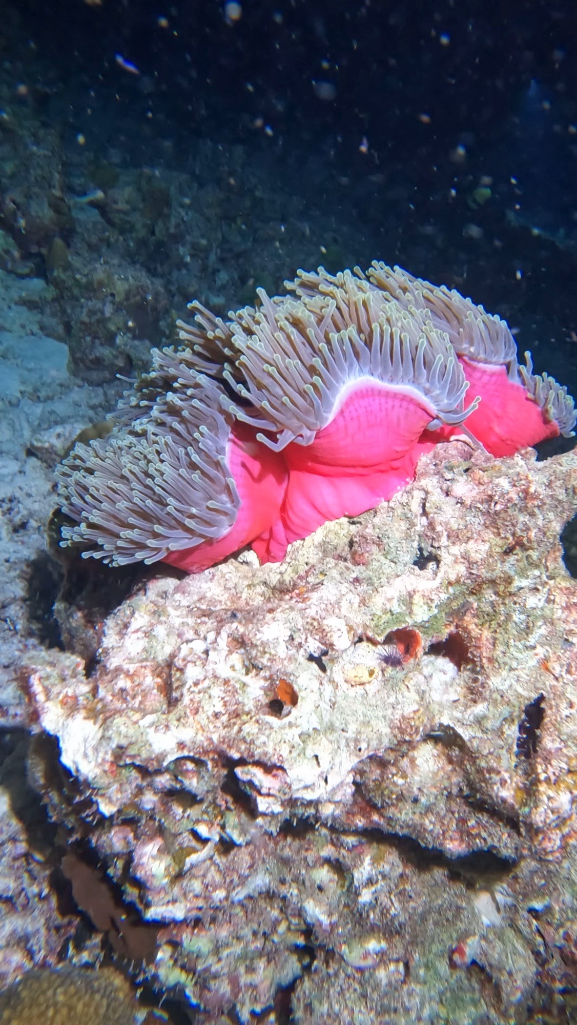 Kihaa Rock — dive photo by Philippe