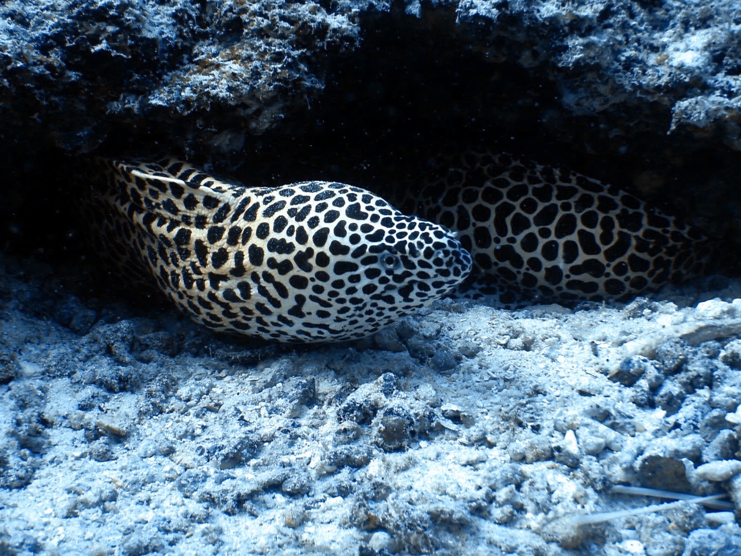 Fish Tank — dive photo by Philippe