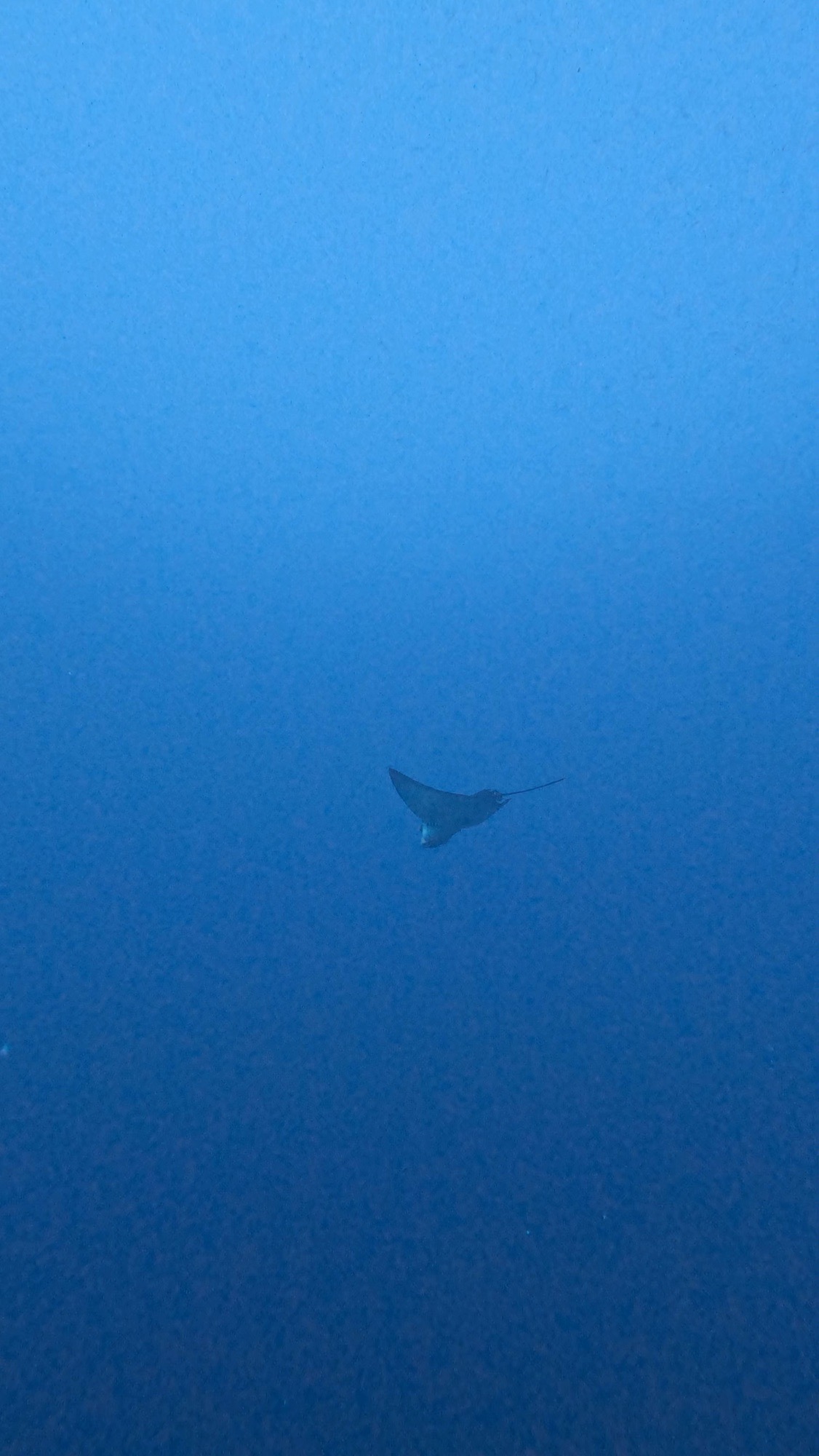 Helengeli Thila — dive photo by Philippe