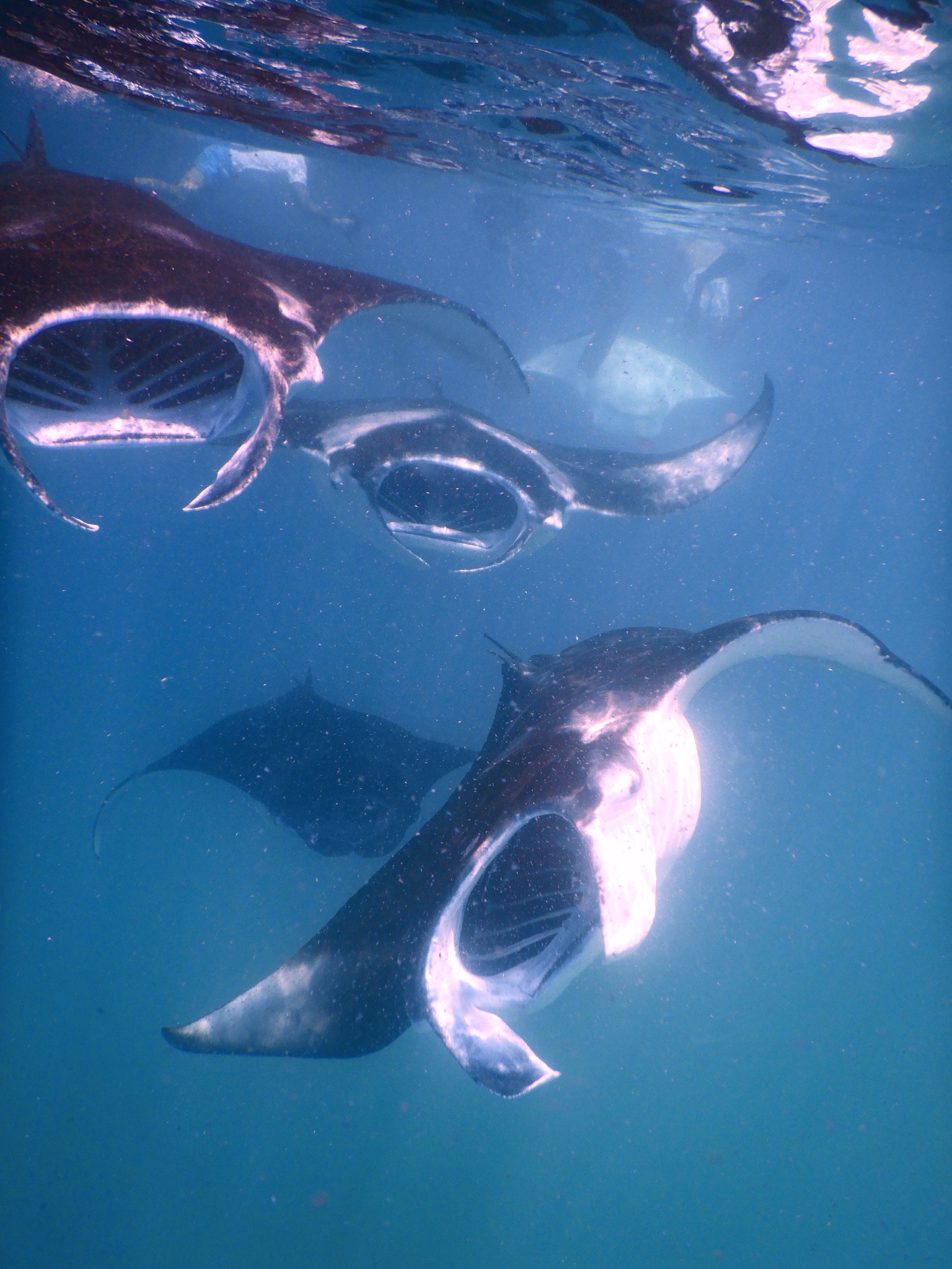 Hanifaru Bay — dive photo by Philippe