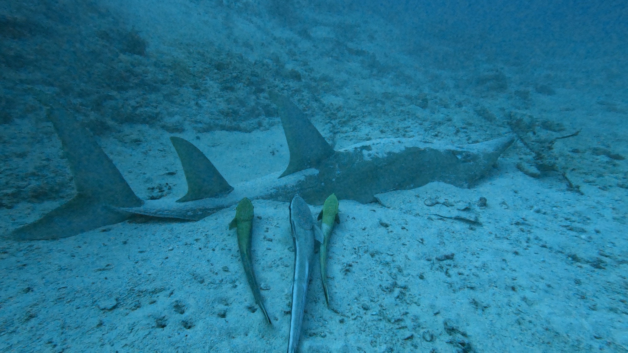 Orimas Thila — dive photo by Philippe