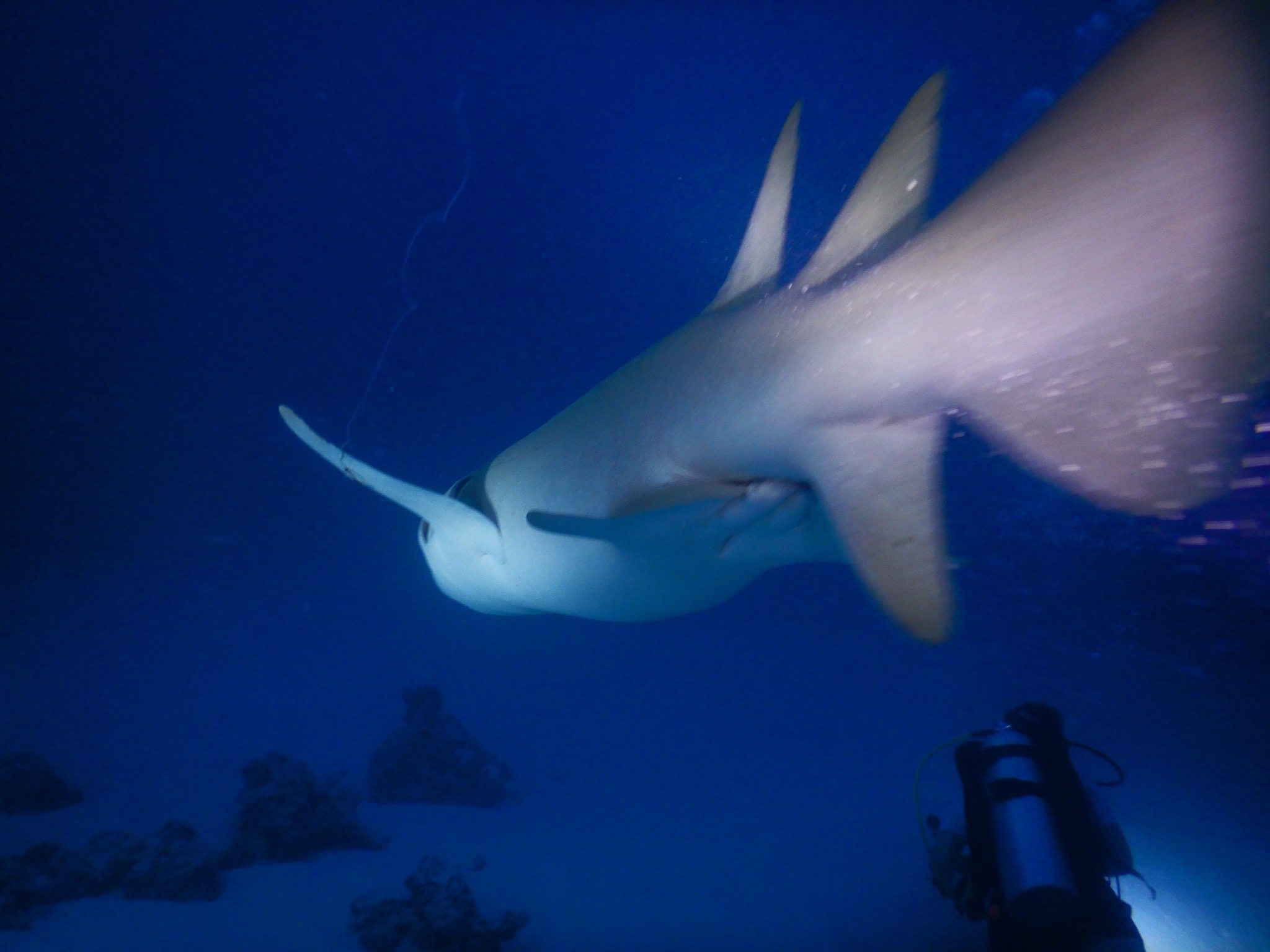Alimatha House reef — dive photo by Philippe