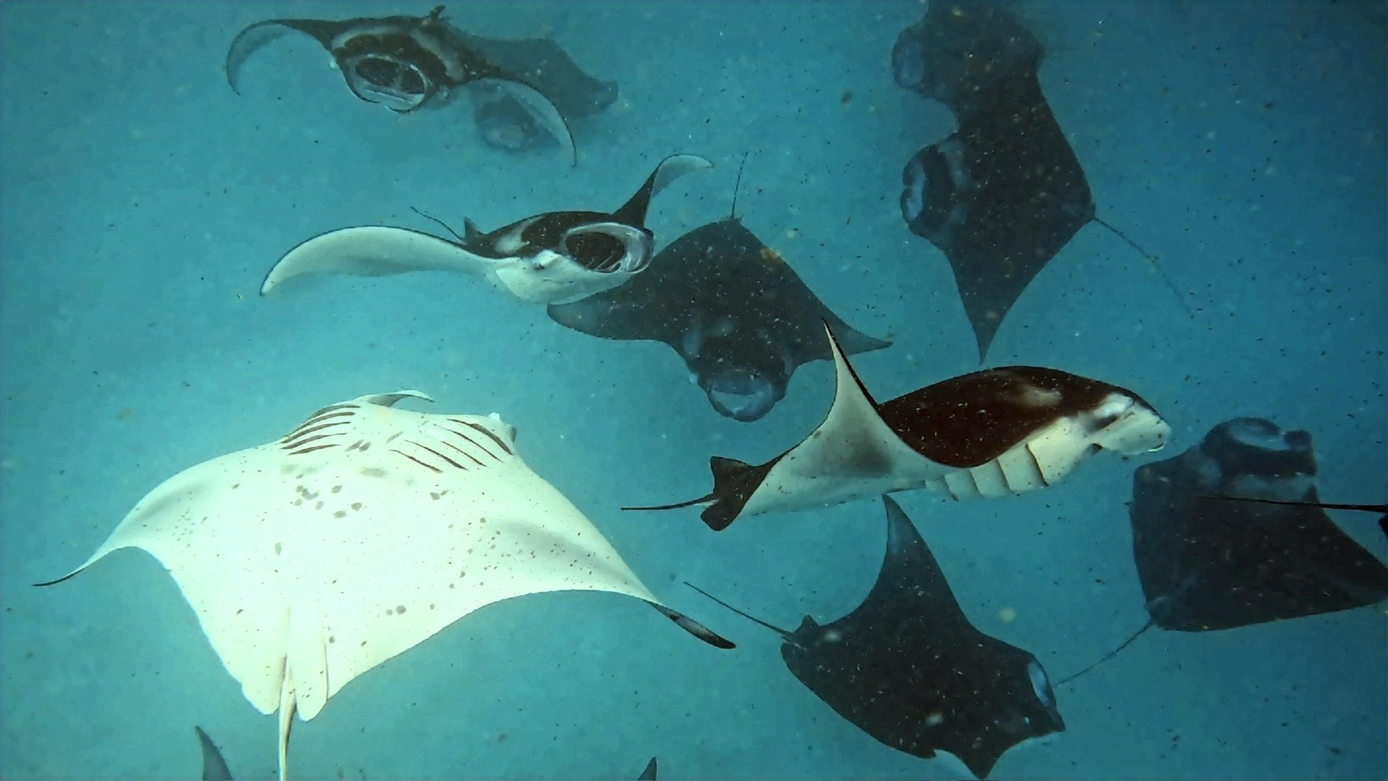 Hanifaru Bay — dive photo by Philippe