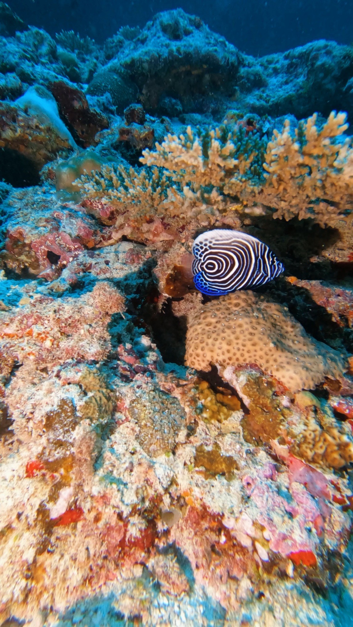 Heaven and Hell / Theefarido Thila — dive photo by Philippe