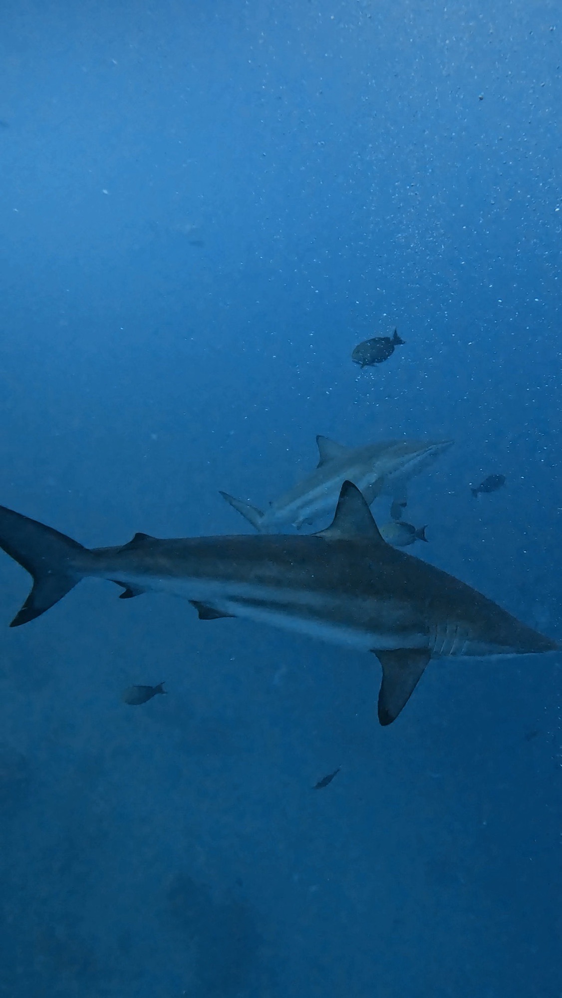 Tiger Port — dive photo by Philippe