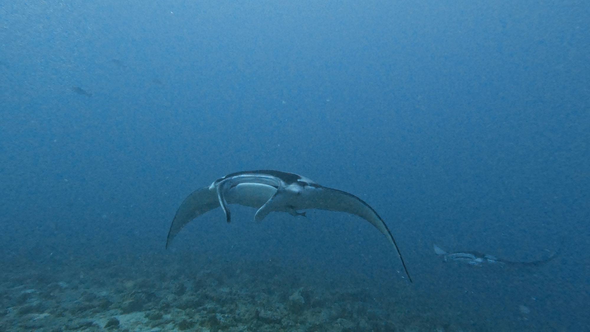 Moofushi Kandu — dive photo by Philippe