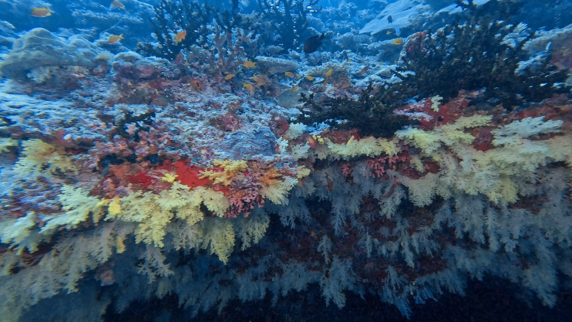 Fotteyo Kandu — dive photo by Philippe