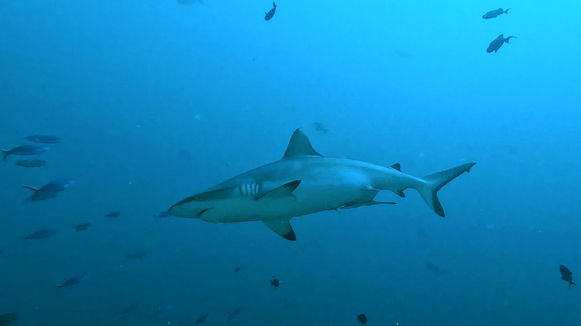 Kandooma Thila — dive photo by Philippe