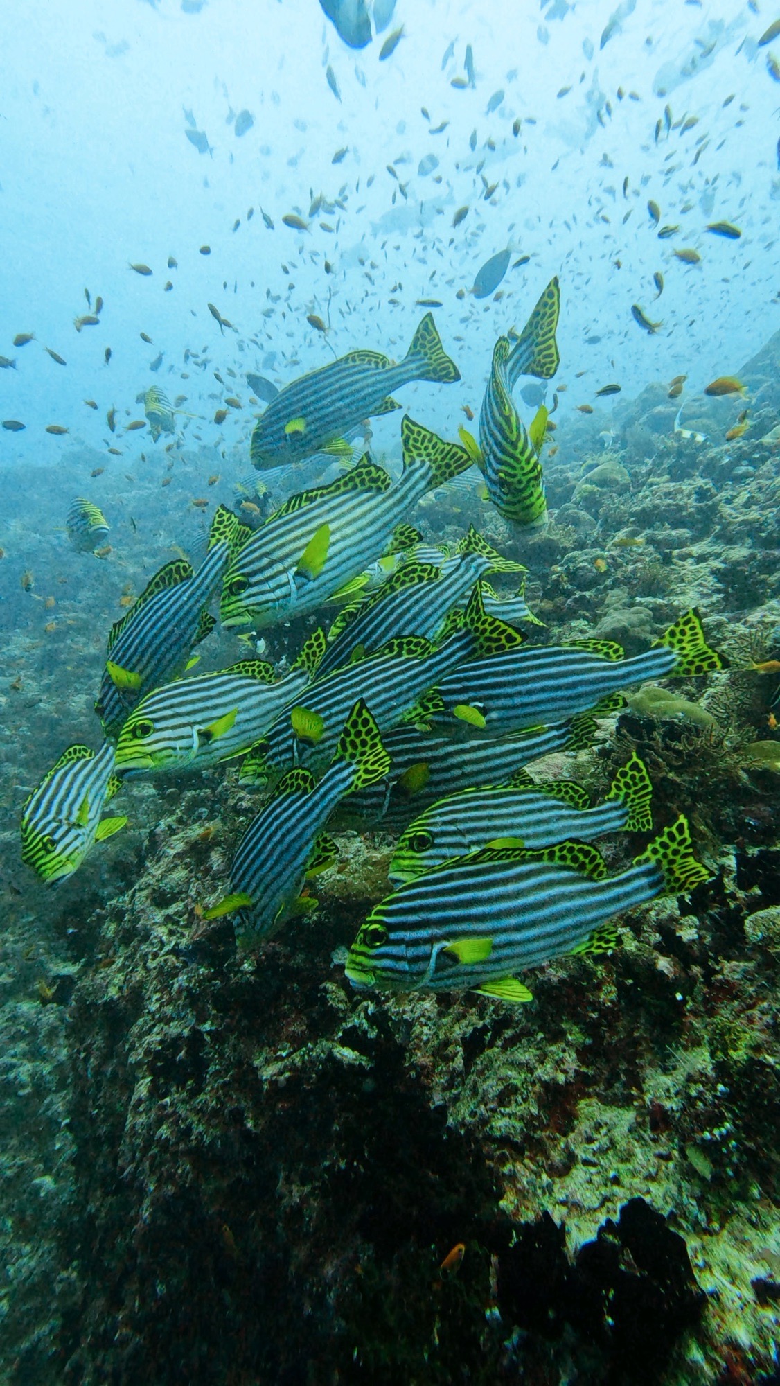 Kottefaru Wall — dive photo by Philippe
