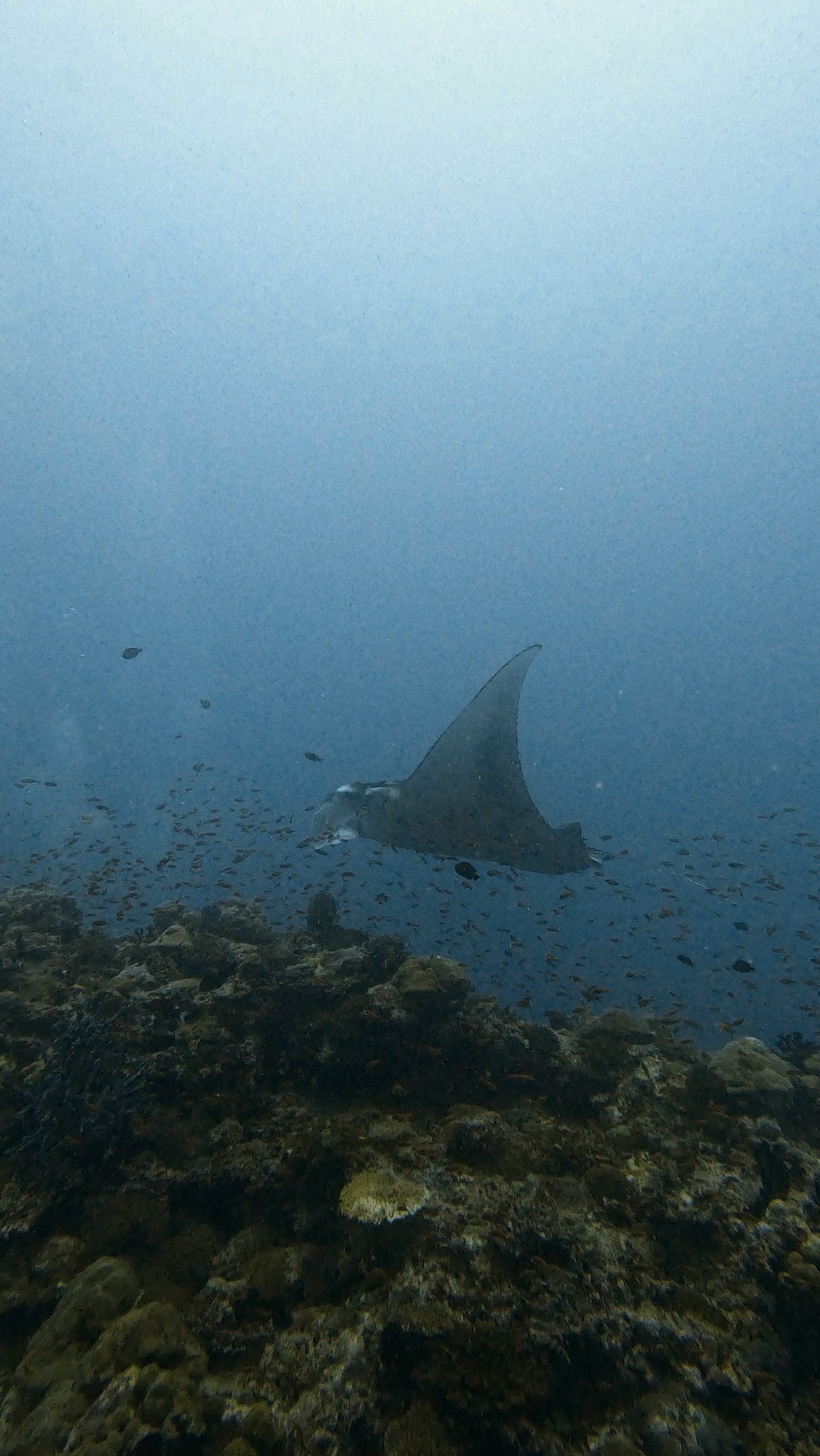 Dhigu Thila — dive photo by Philippe