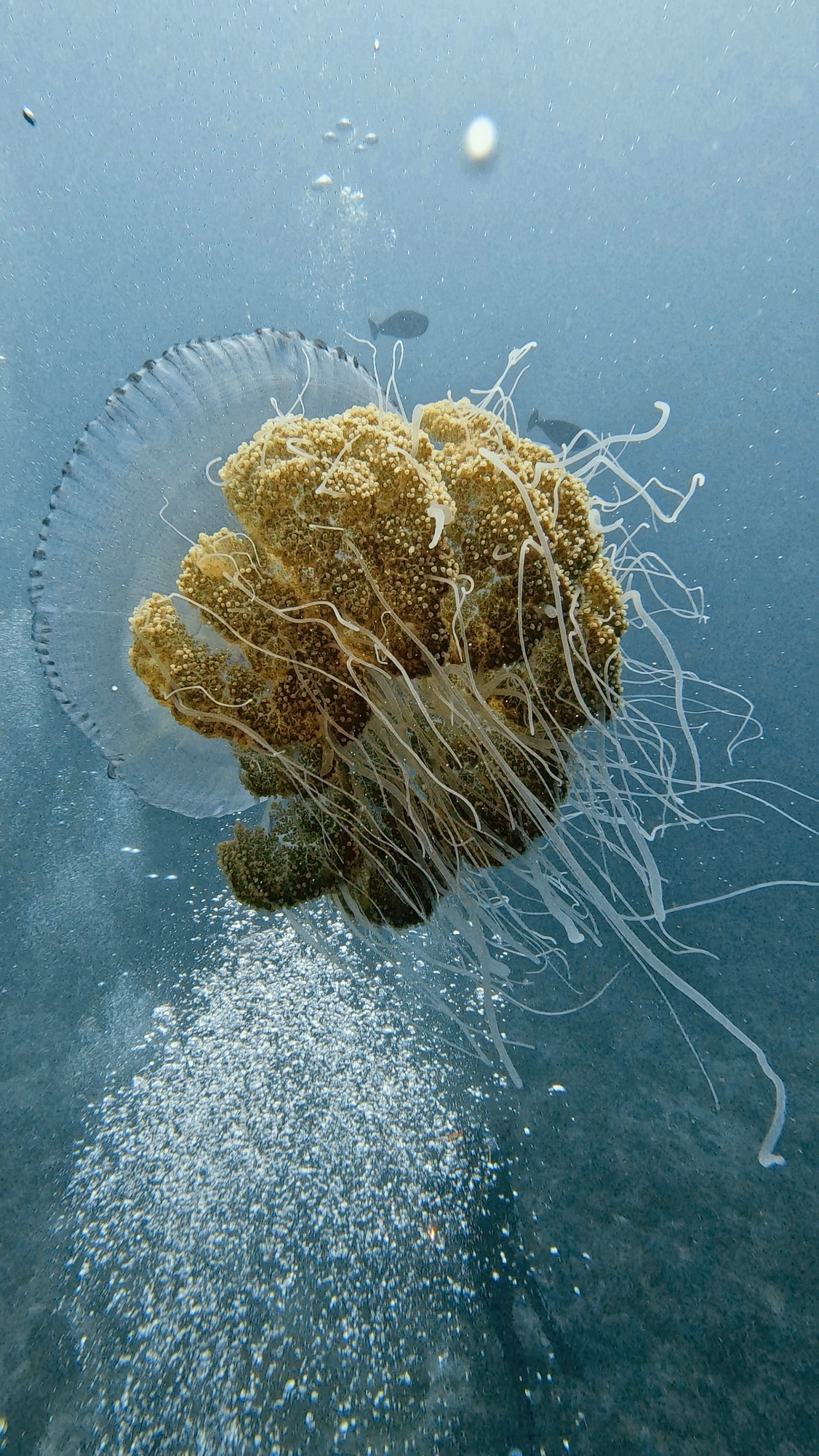 Maroshi Thila — dive photo by Philippe