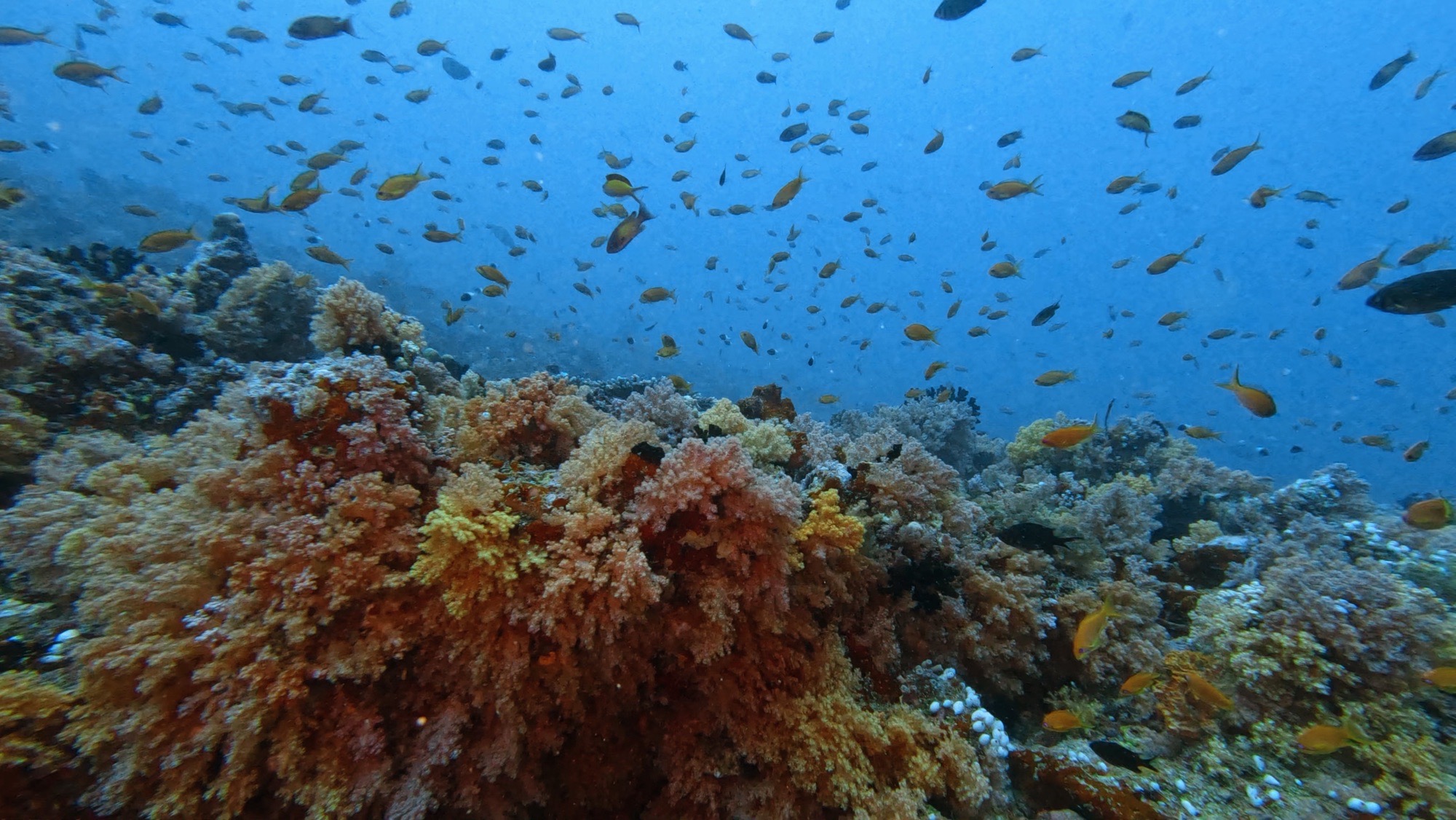 HP Reef / Rainbow Reef — dive photo by Philippe