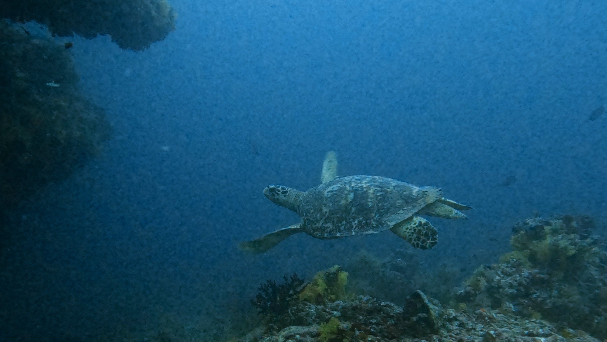 Finey Thila — dive photo by Philippe