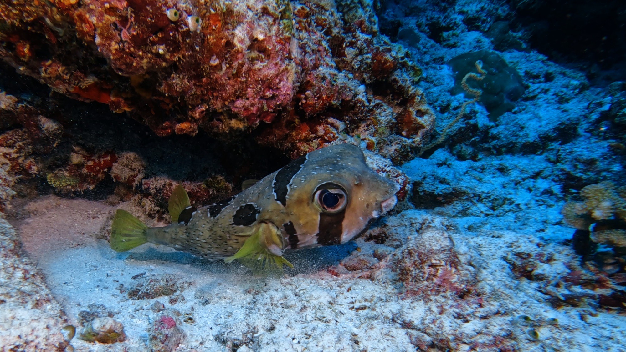 Alighaa Beyru Faru — dive photo by Philippe