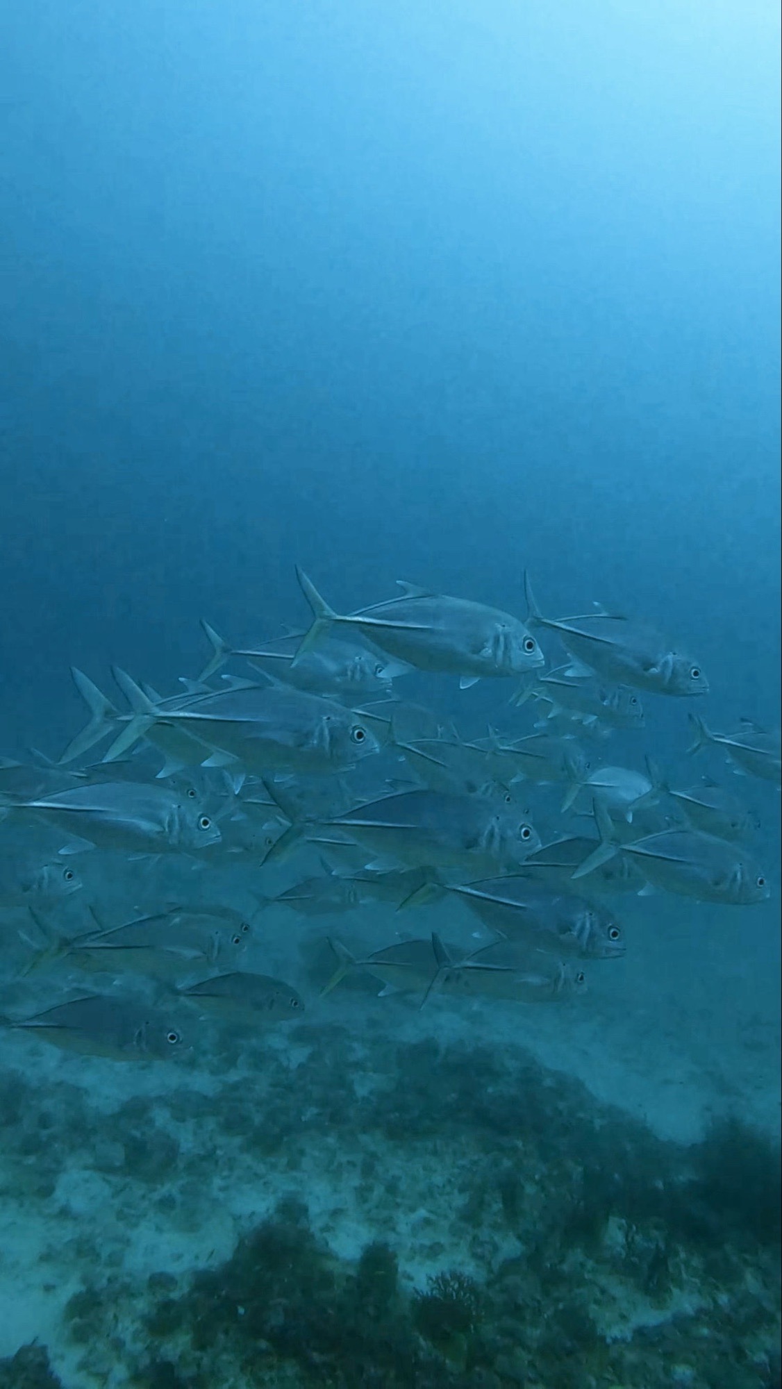 Maroshi Thila — dive photo by Philippe