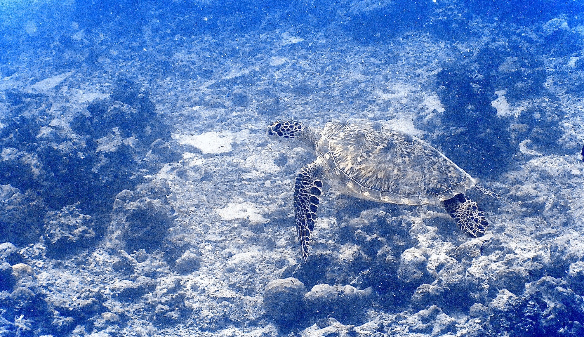 Maarehaa Kandu — dive photo by Philippe