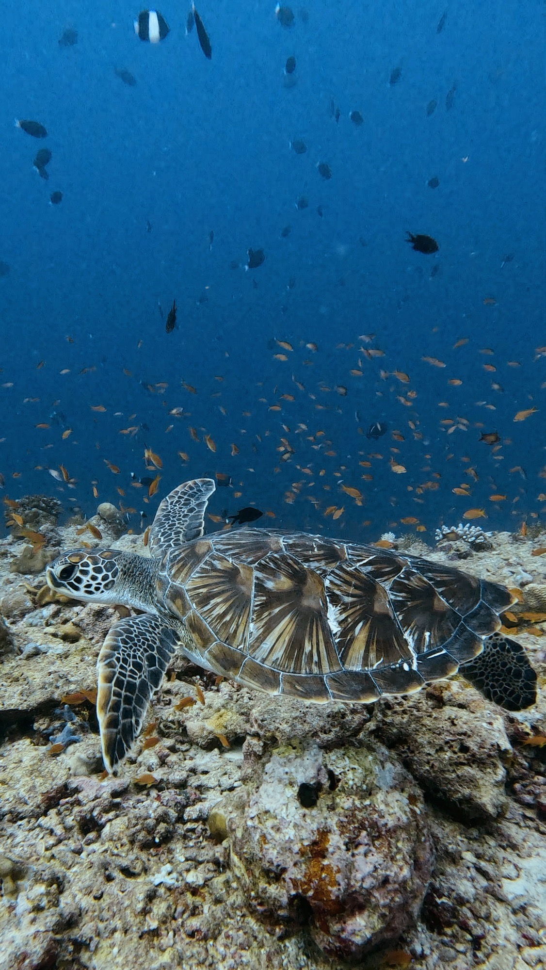 Dhonfanu Thila — dive photo by Philippe