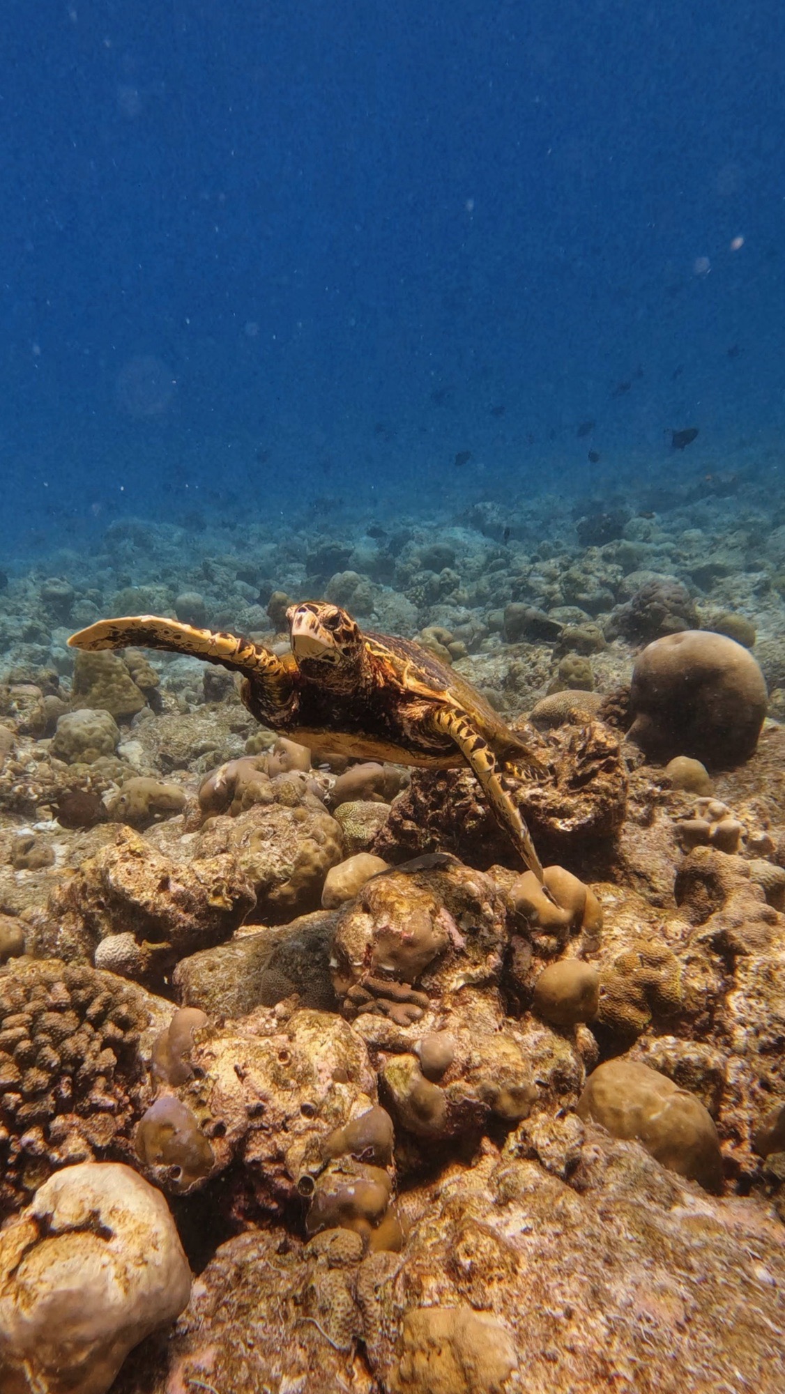 Turtle Caves — dive photo by Philippe