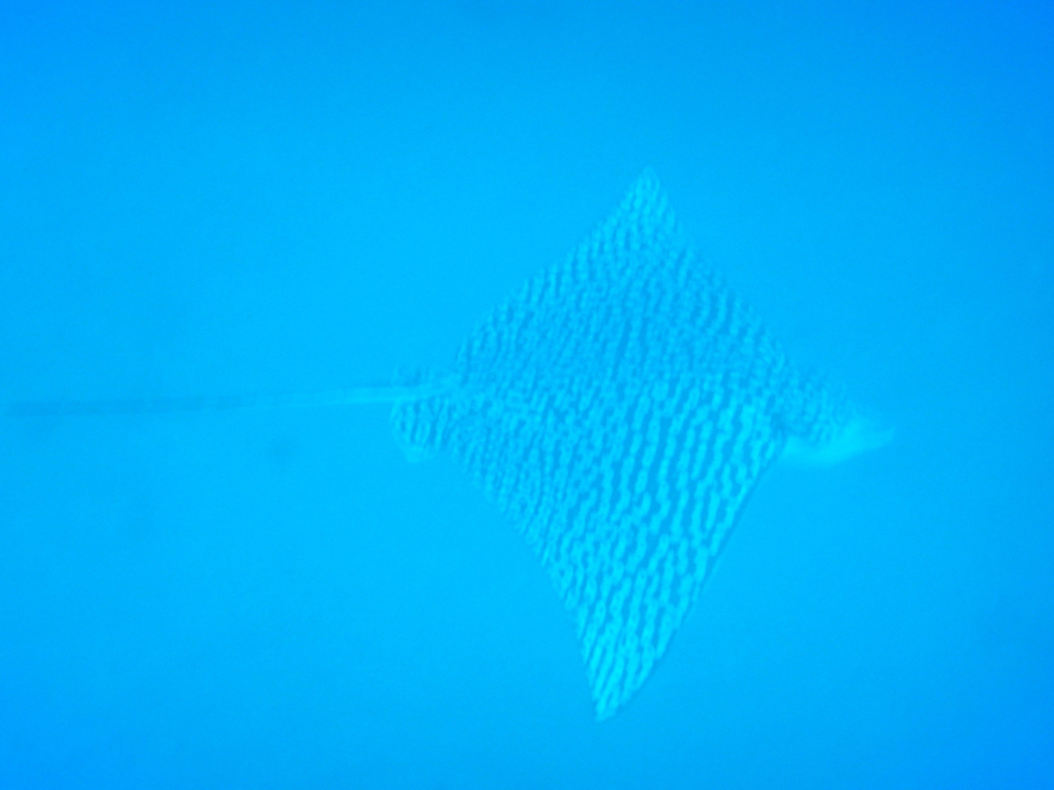 C58 — dive photo by Philippe
