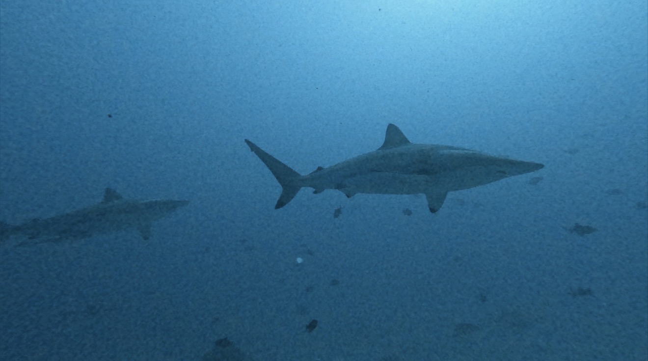 Tiger Port — dive photo by Philippe
