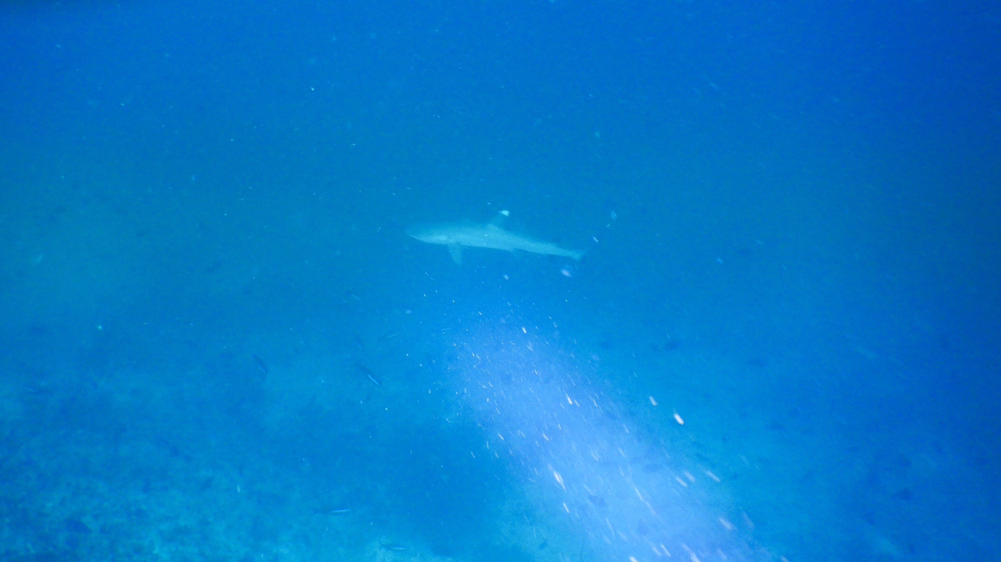Bathala Maga Khan Thila — dive photo by Philippe