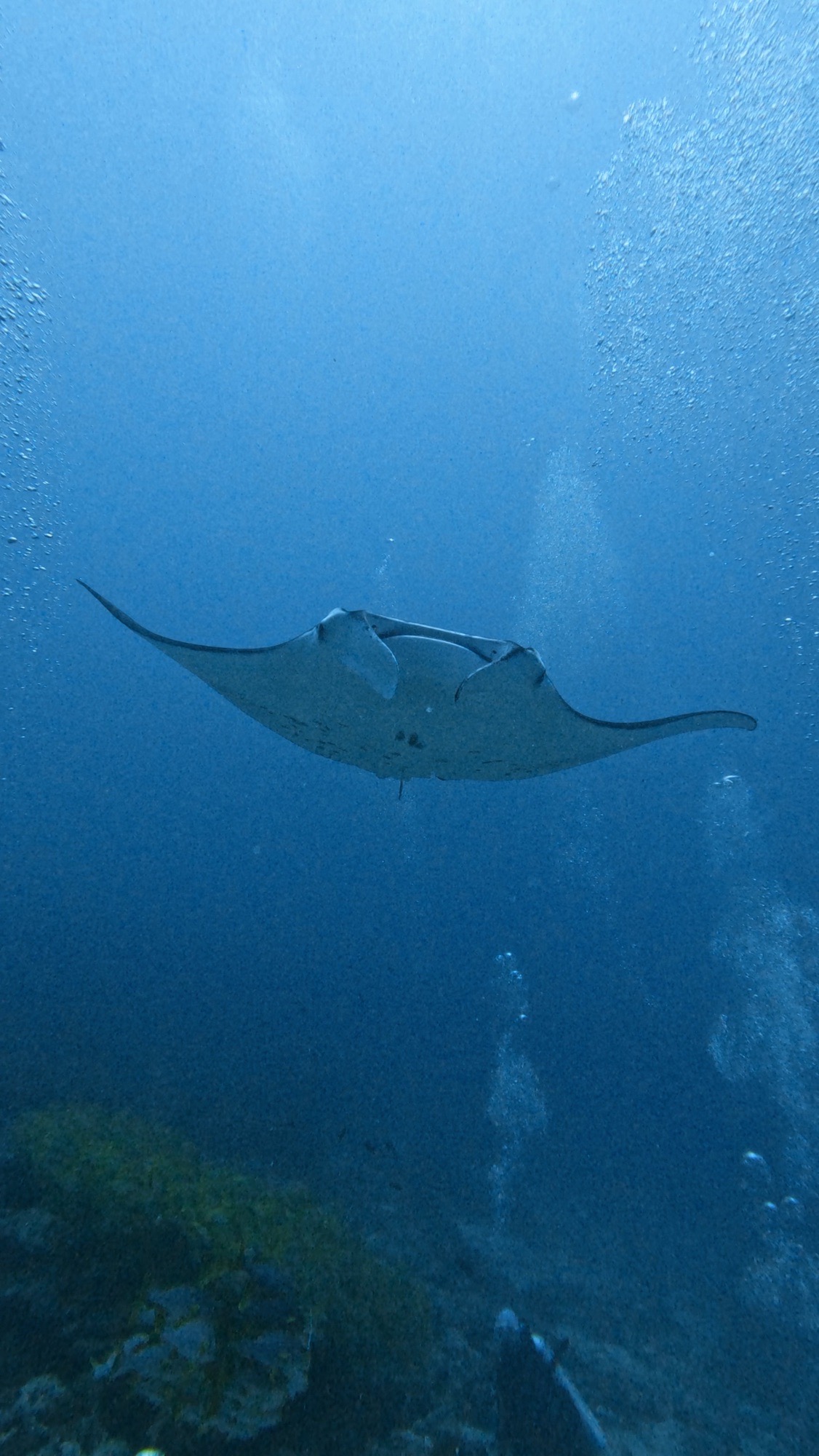 Lankan Manta Point — dive photo by Philippe