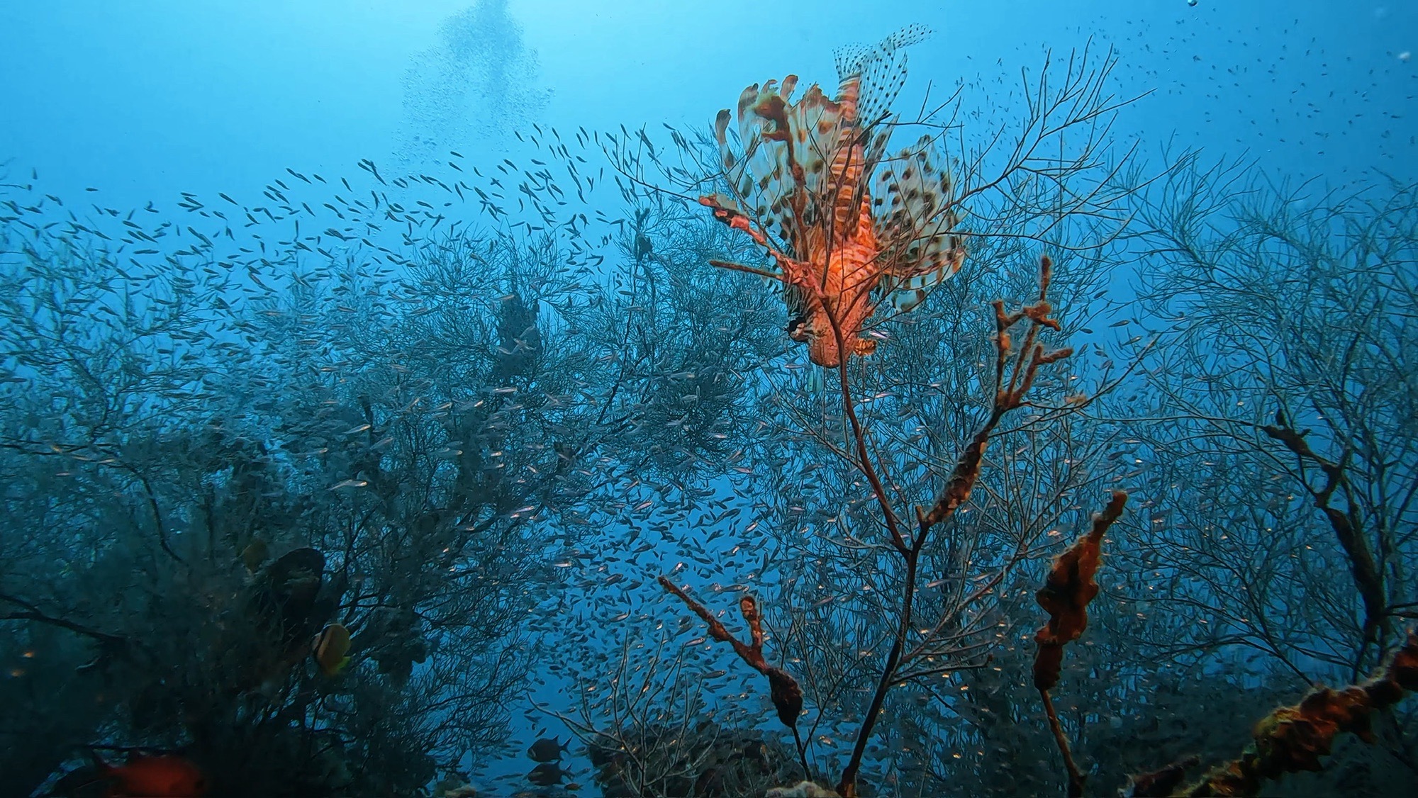 Hohola Thila — dive photo by Philippe