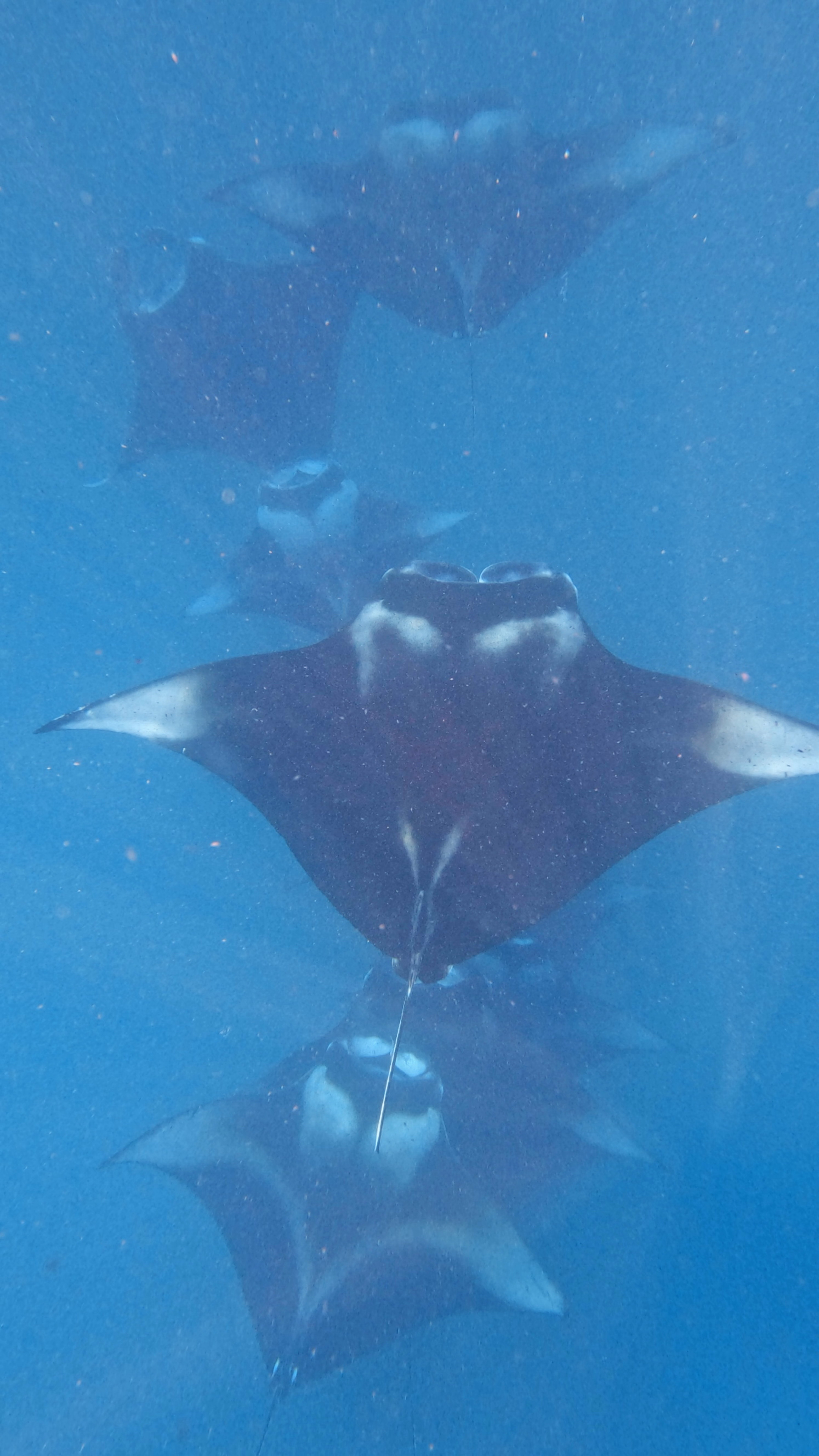 Hanifaru Bay — dive photo by Philippe