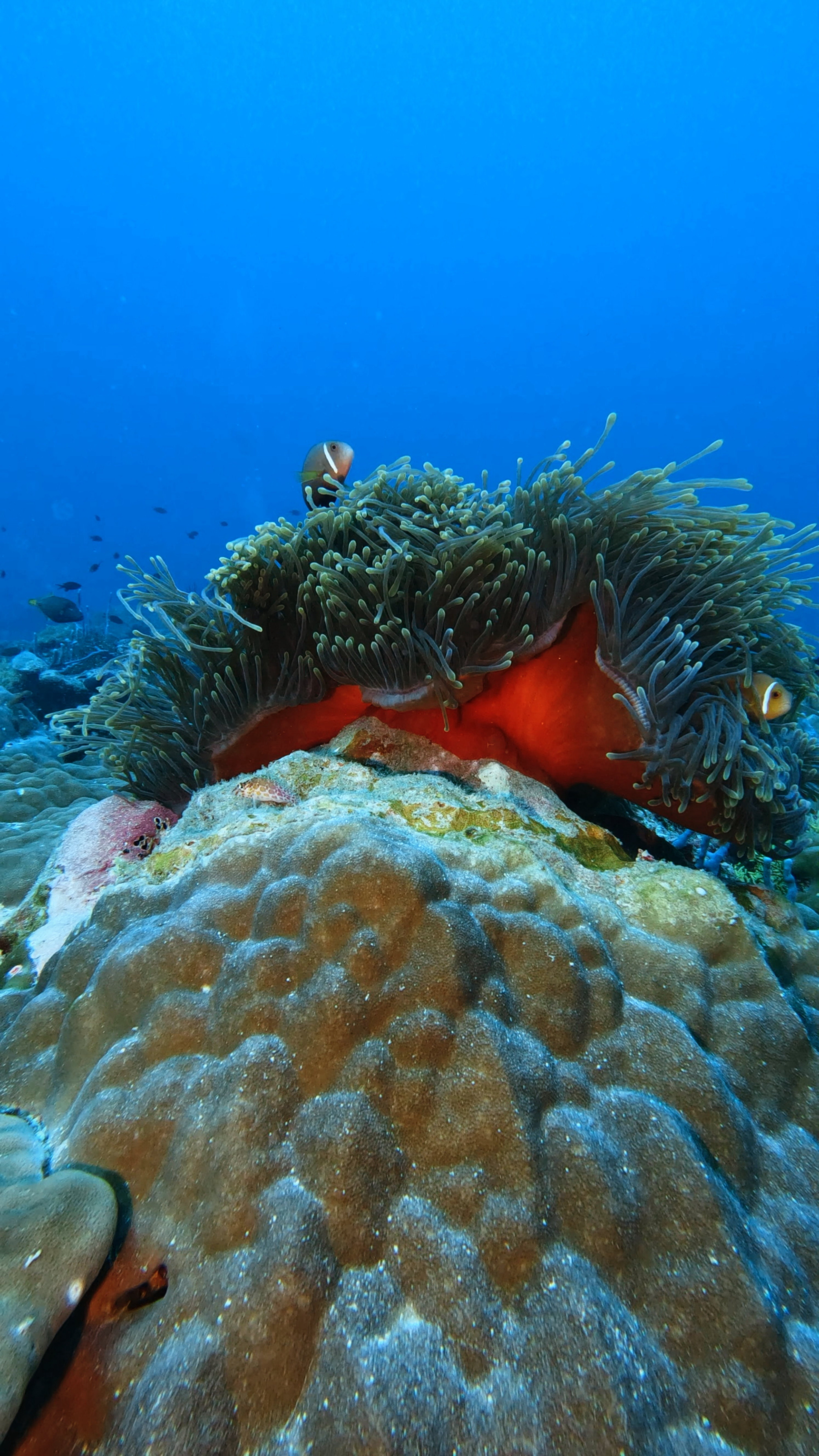 Maroshi Thila — dive photo by Philippe