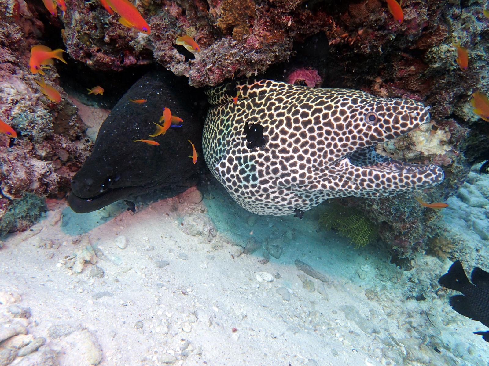 Fish Tank — dive photo by Philippe