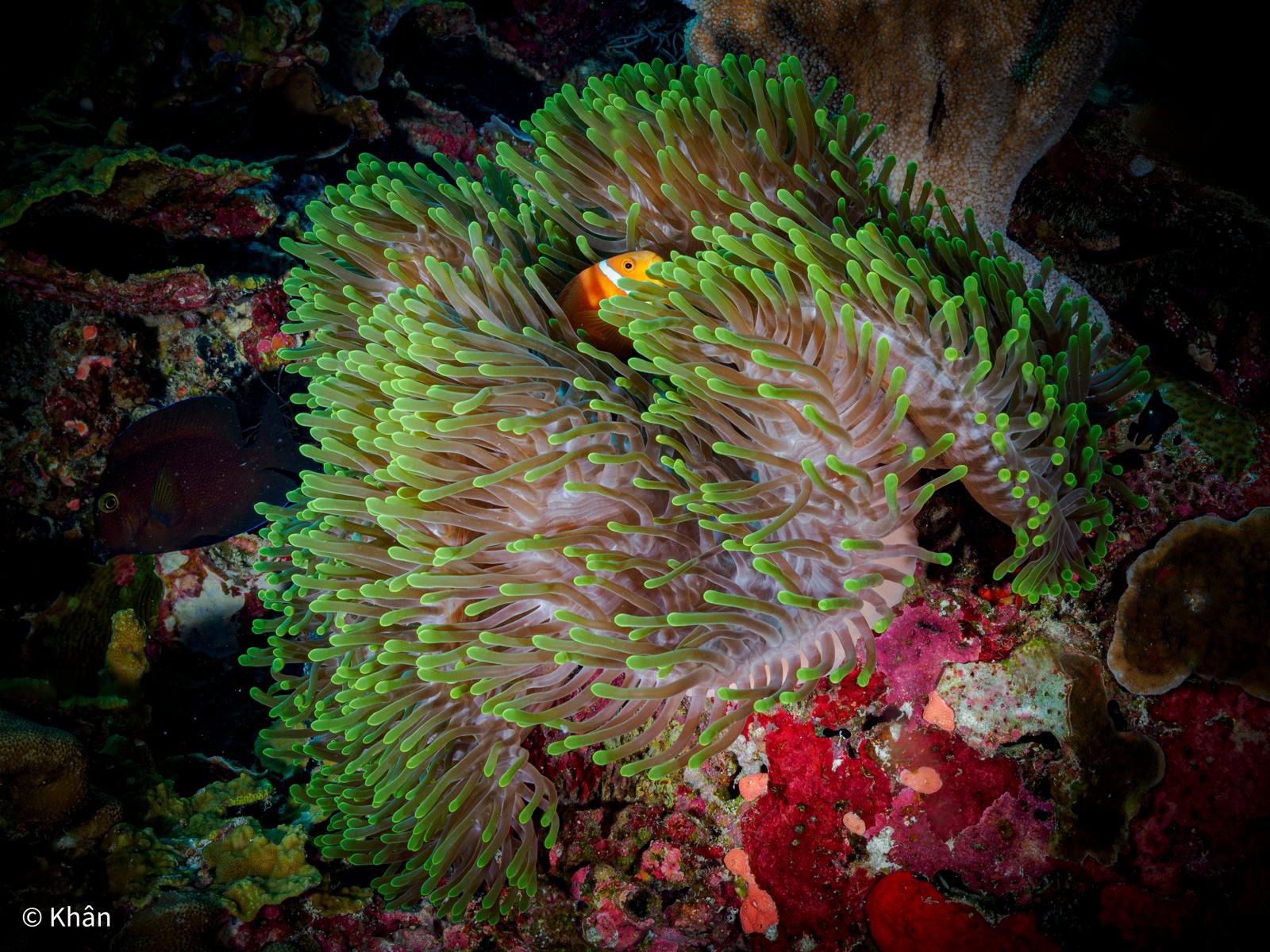 Maa Kandu β dive photo
