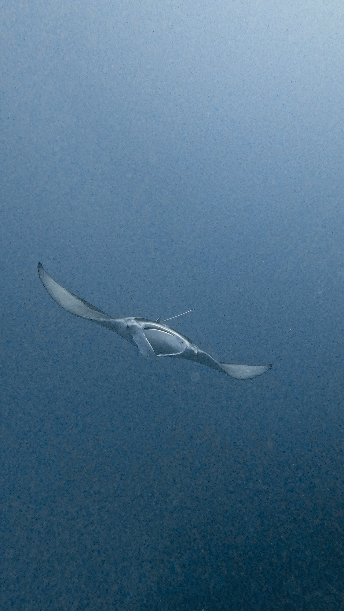 Dhigu Thila — dive photo by Philippe