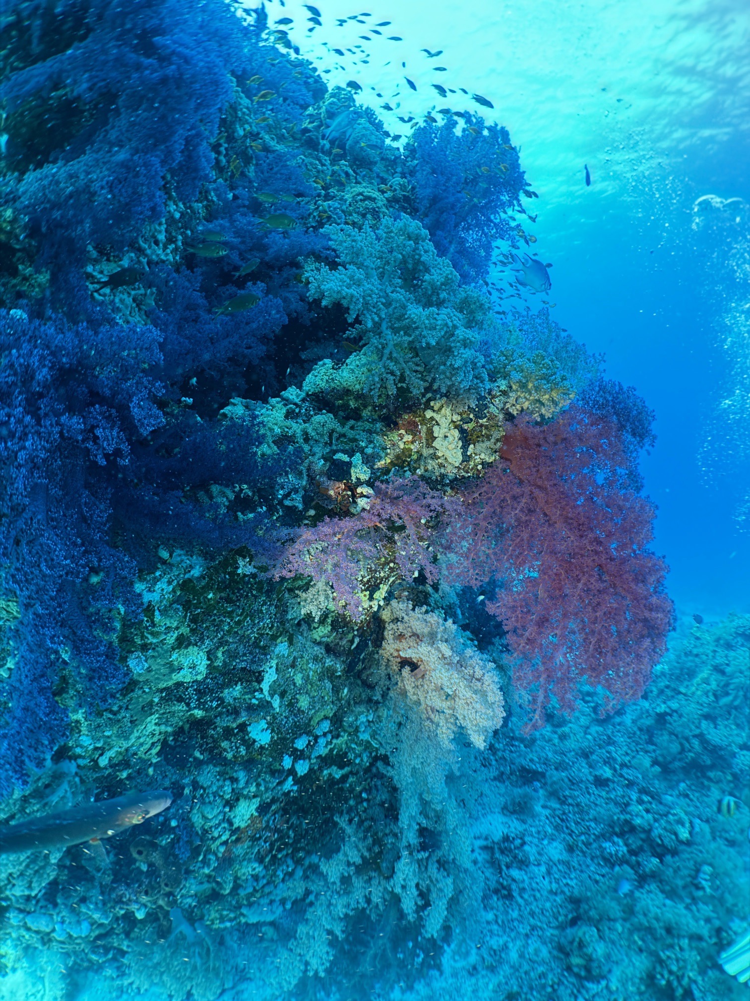 Abu Dabab IV — dive photo