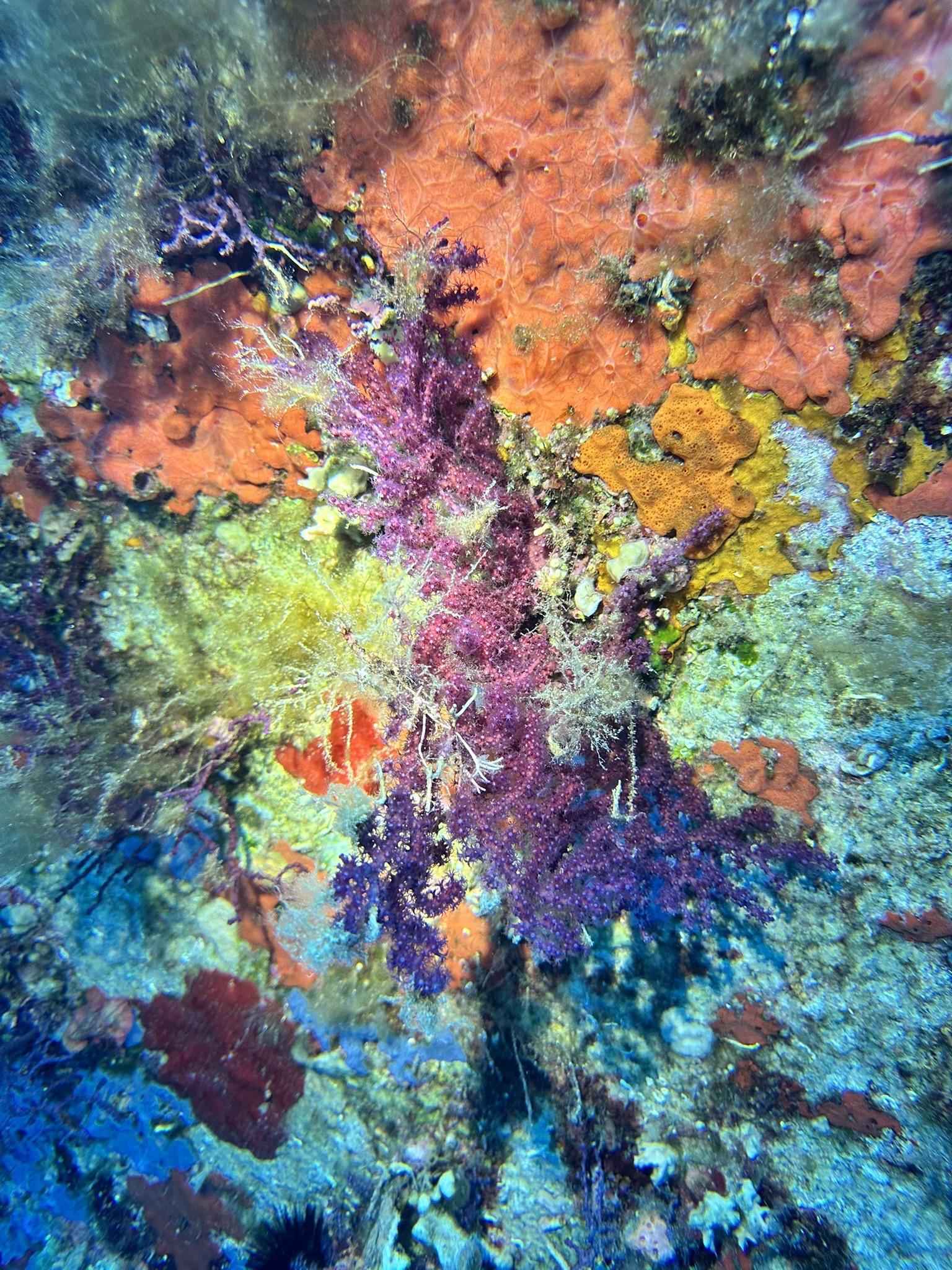 Isola dei Cavoli — dive photo by Daniele Ratti