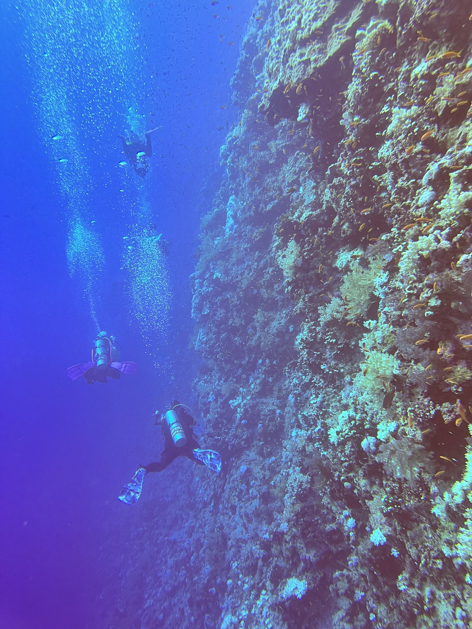 Elphinstone Reef — dive photo