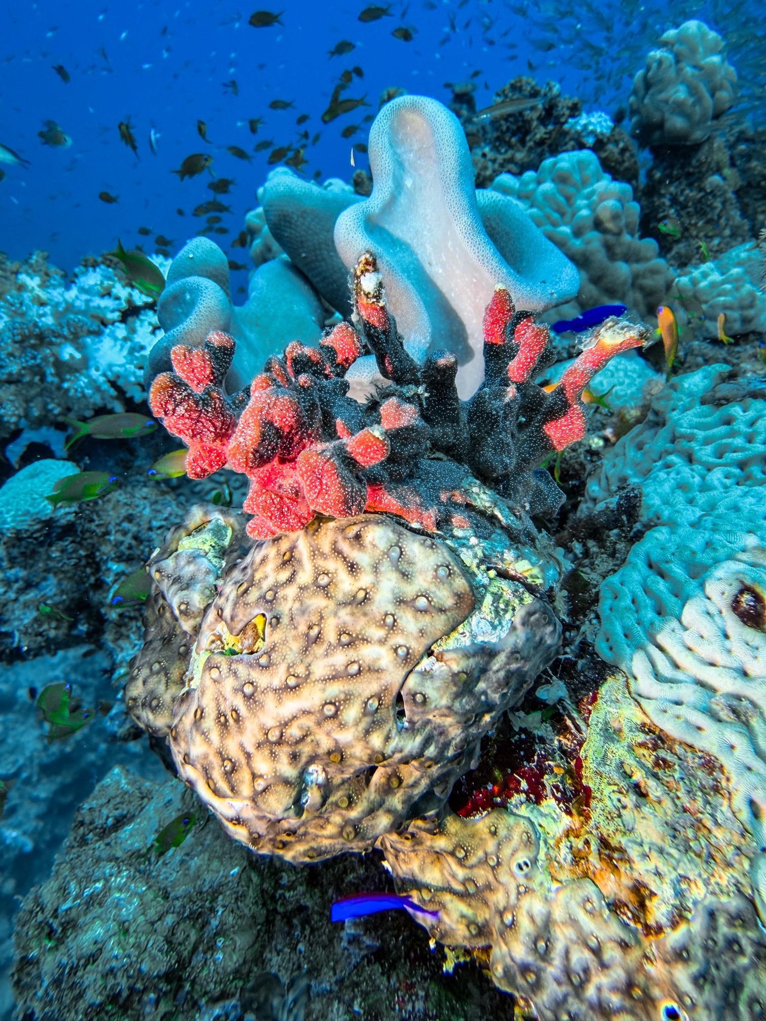 Wadi el gemal — dive photo by Daniele Ratti