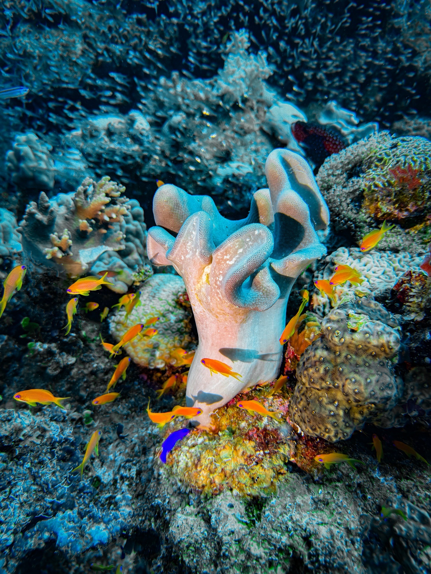 Wadi el gemal — dive photo by Daniele Ratti