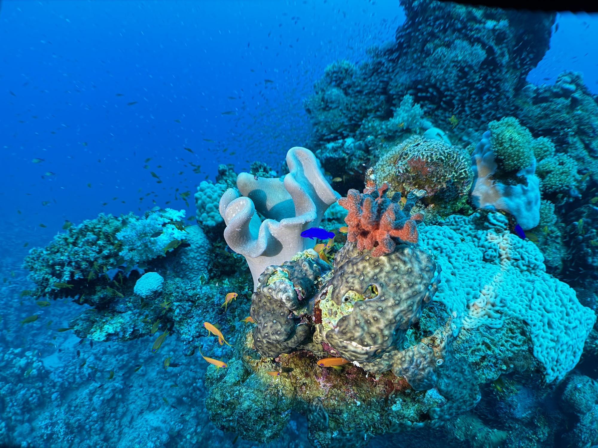 Wadi el gemal — dive photo by Daniele Ratti