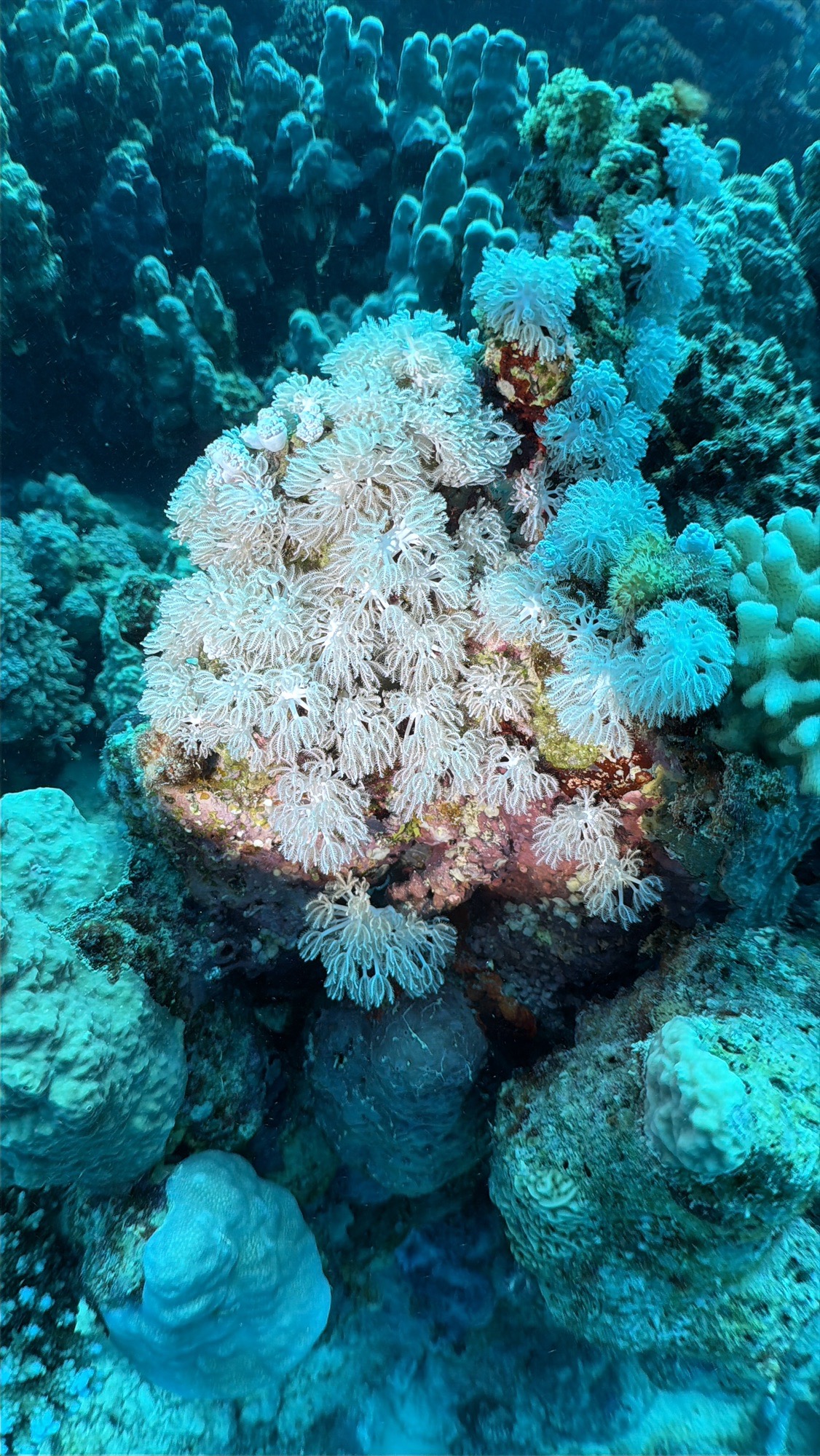 Marsa Shagra House Reef — dive photo by Daniele Ratti