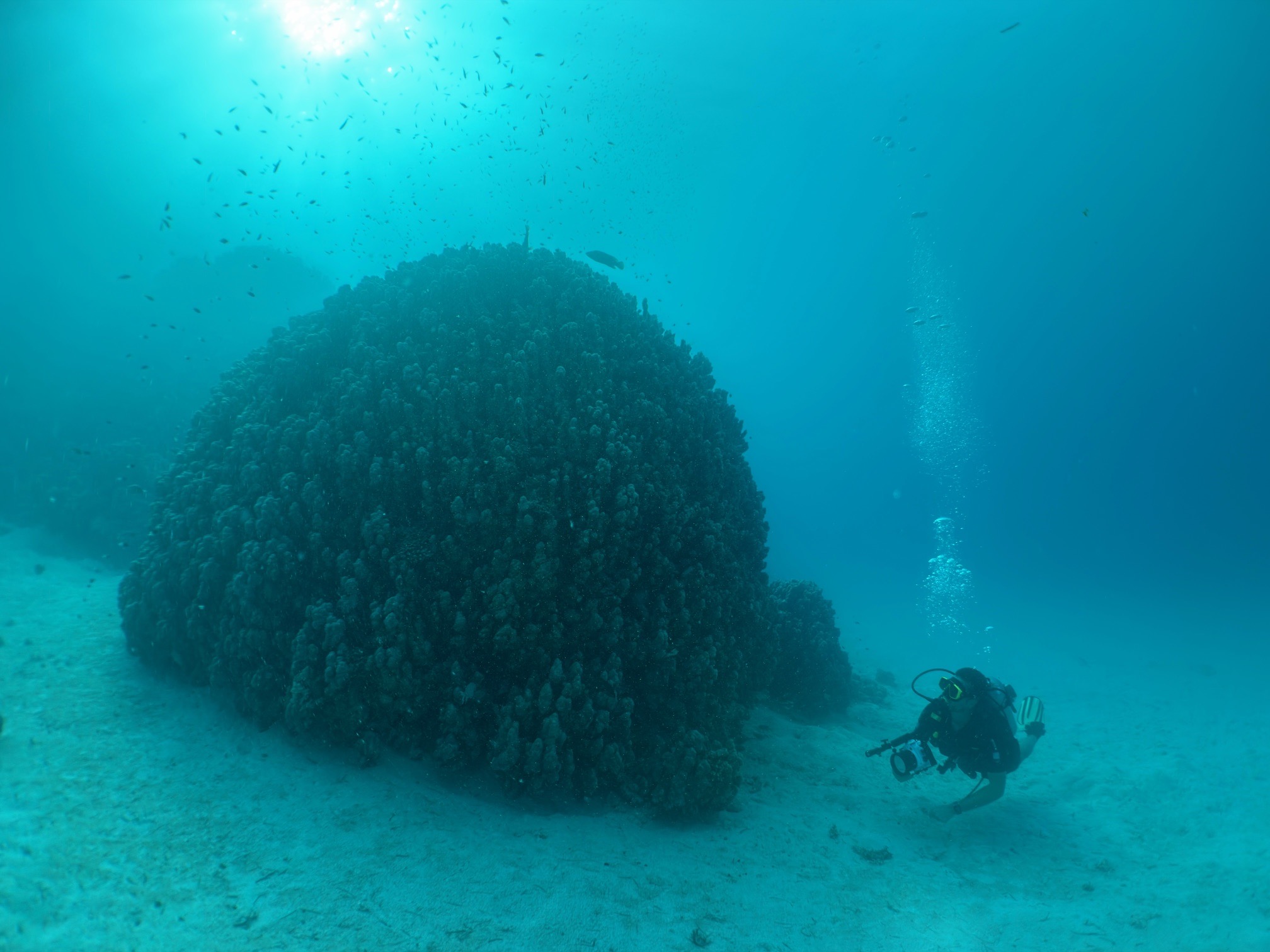 Marsa Shagra House Reef — dive photo by Daniele Ratti