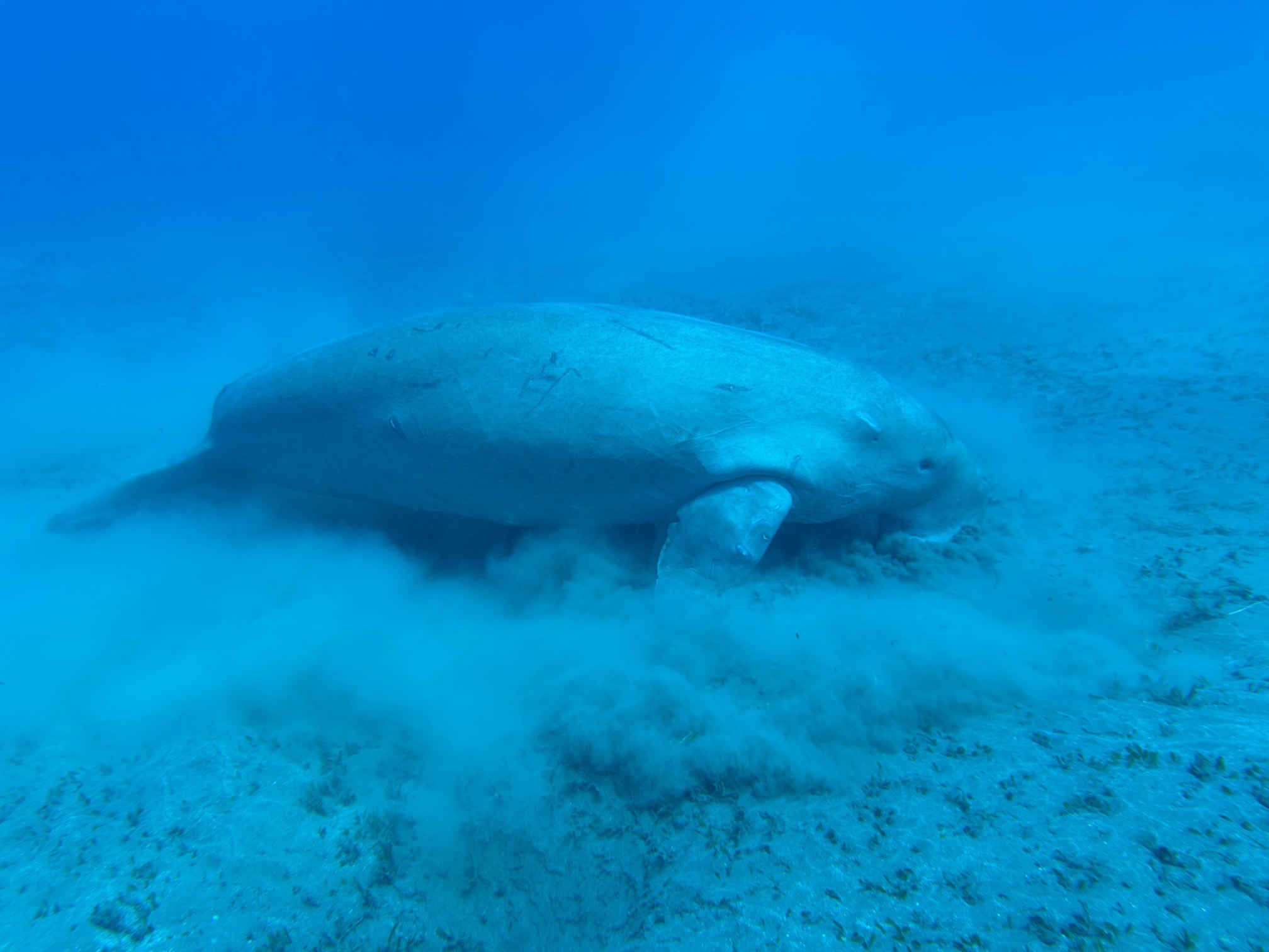Marsa Hermes — dive photo