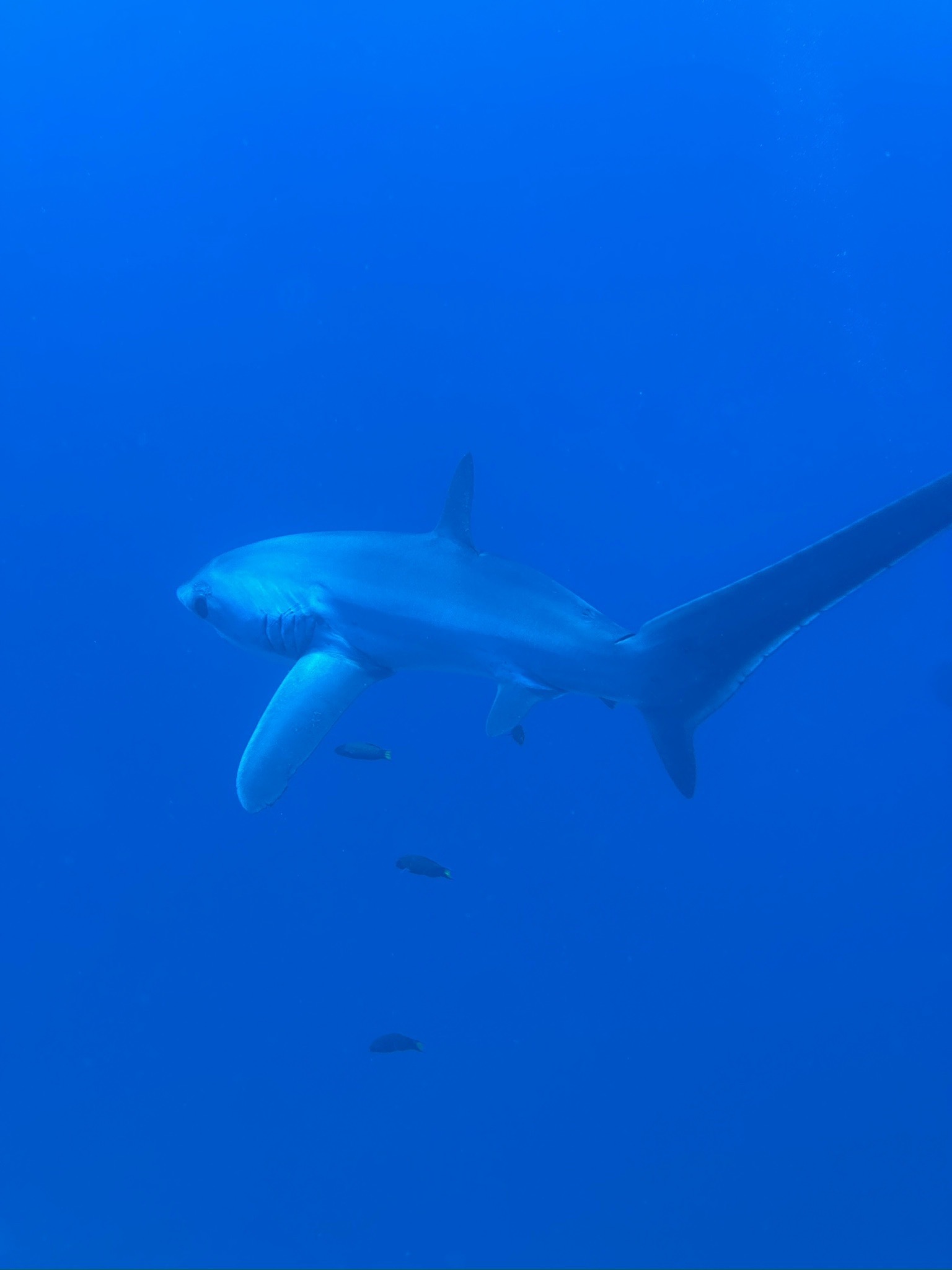 Kimud Shoal — dive photo by Daniele Ratti