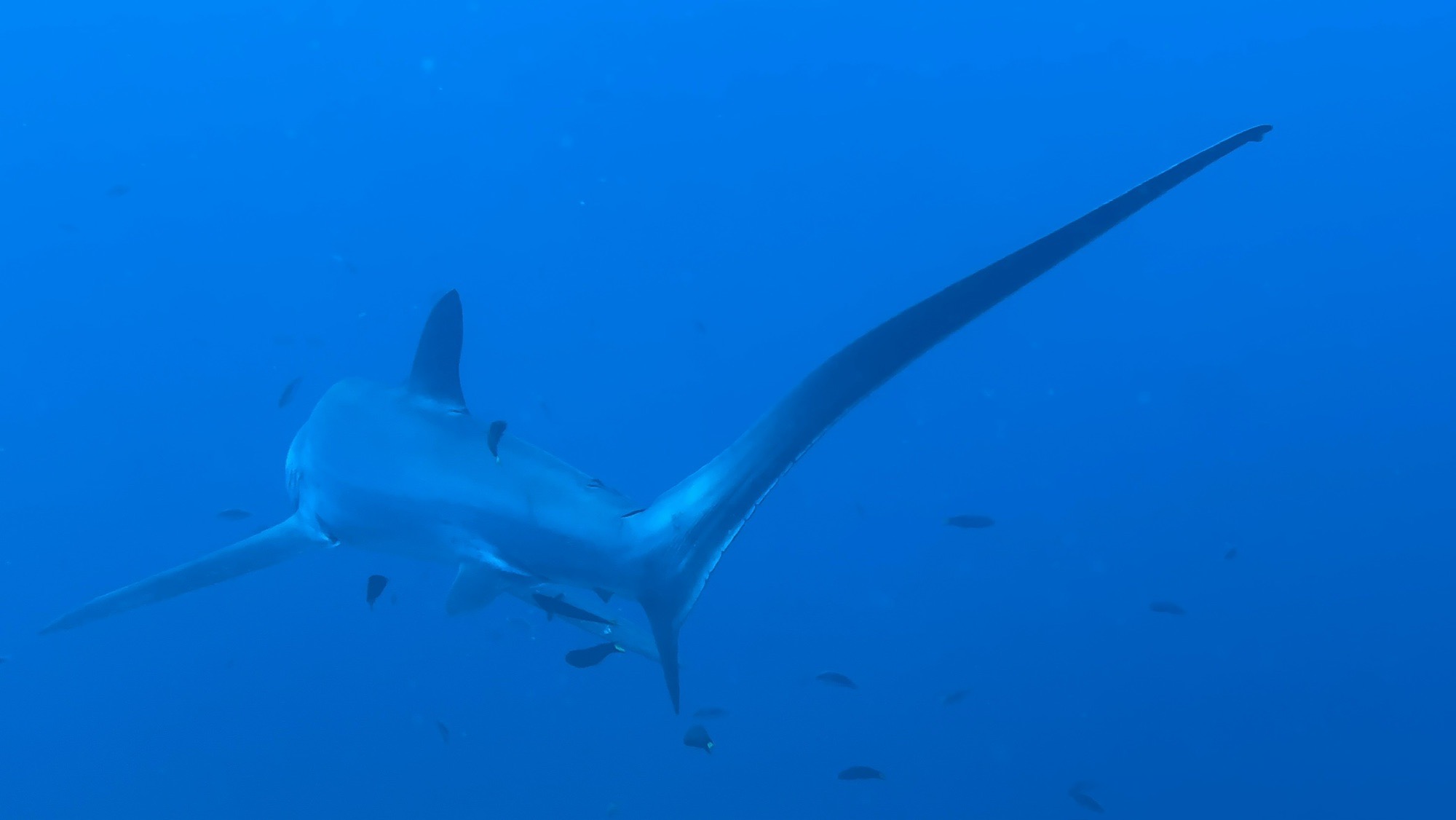 Kimud Shoal — dive photo by Daniele Ratti