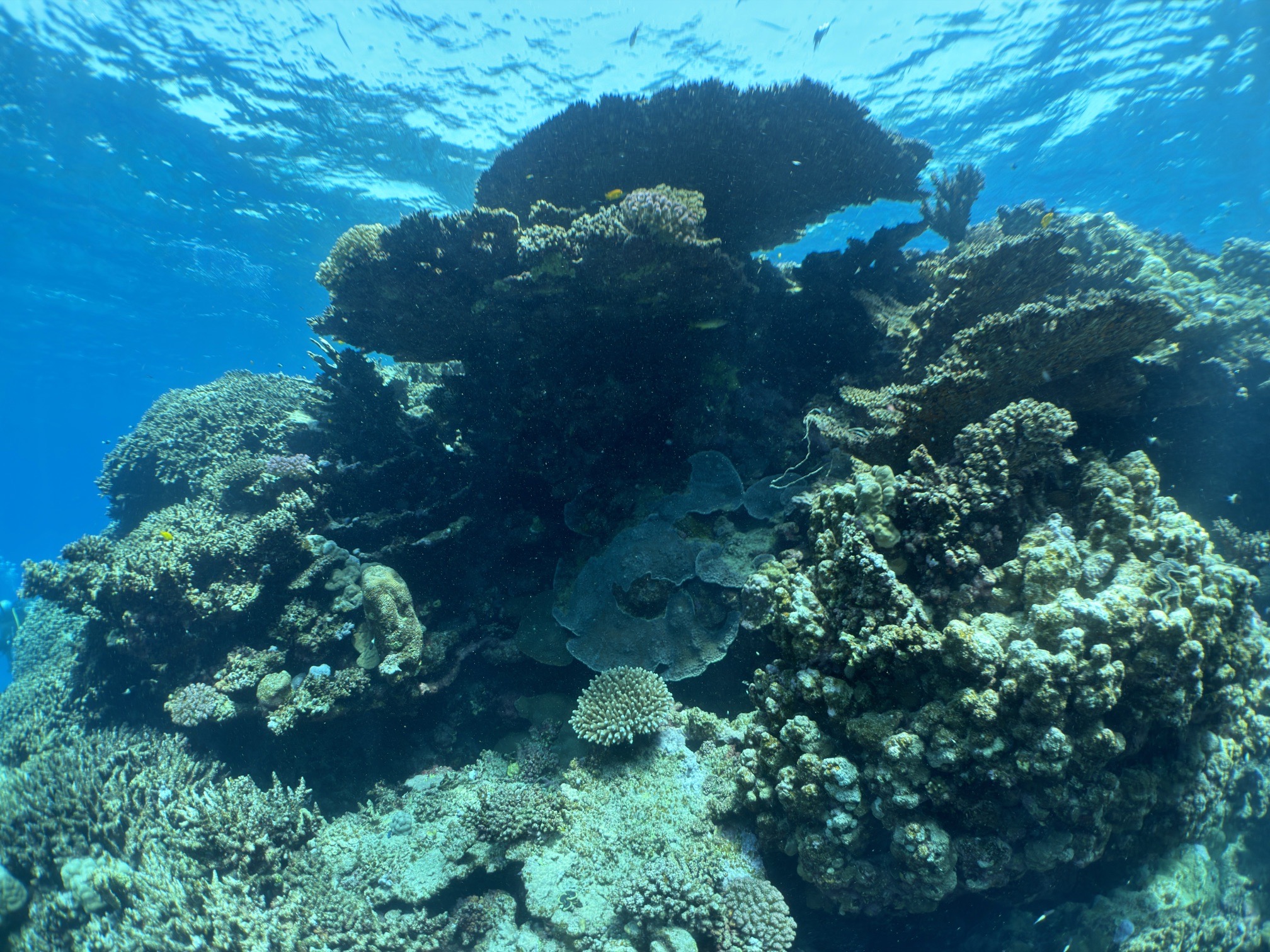 Wadi el gemal — dive photo by Daniele Ratti