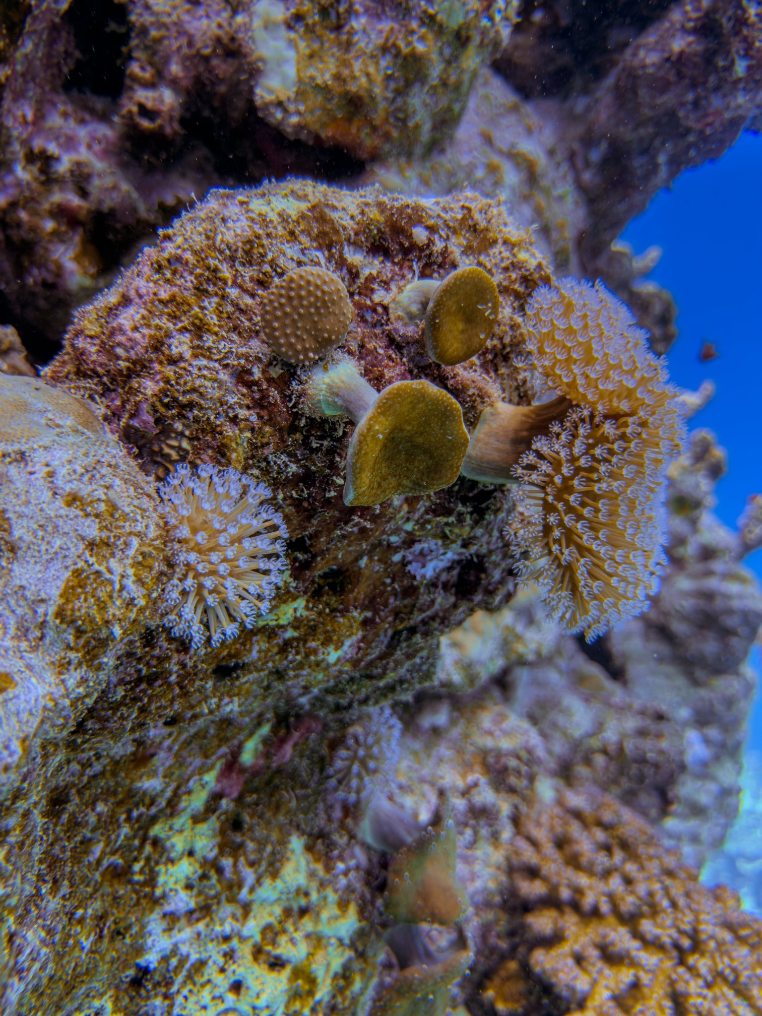 Wadi el gemal — dive photo by Daniele Ratti
